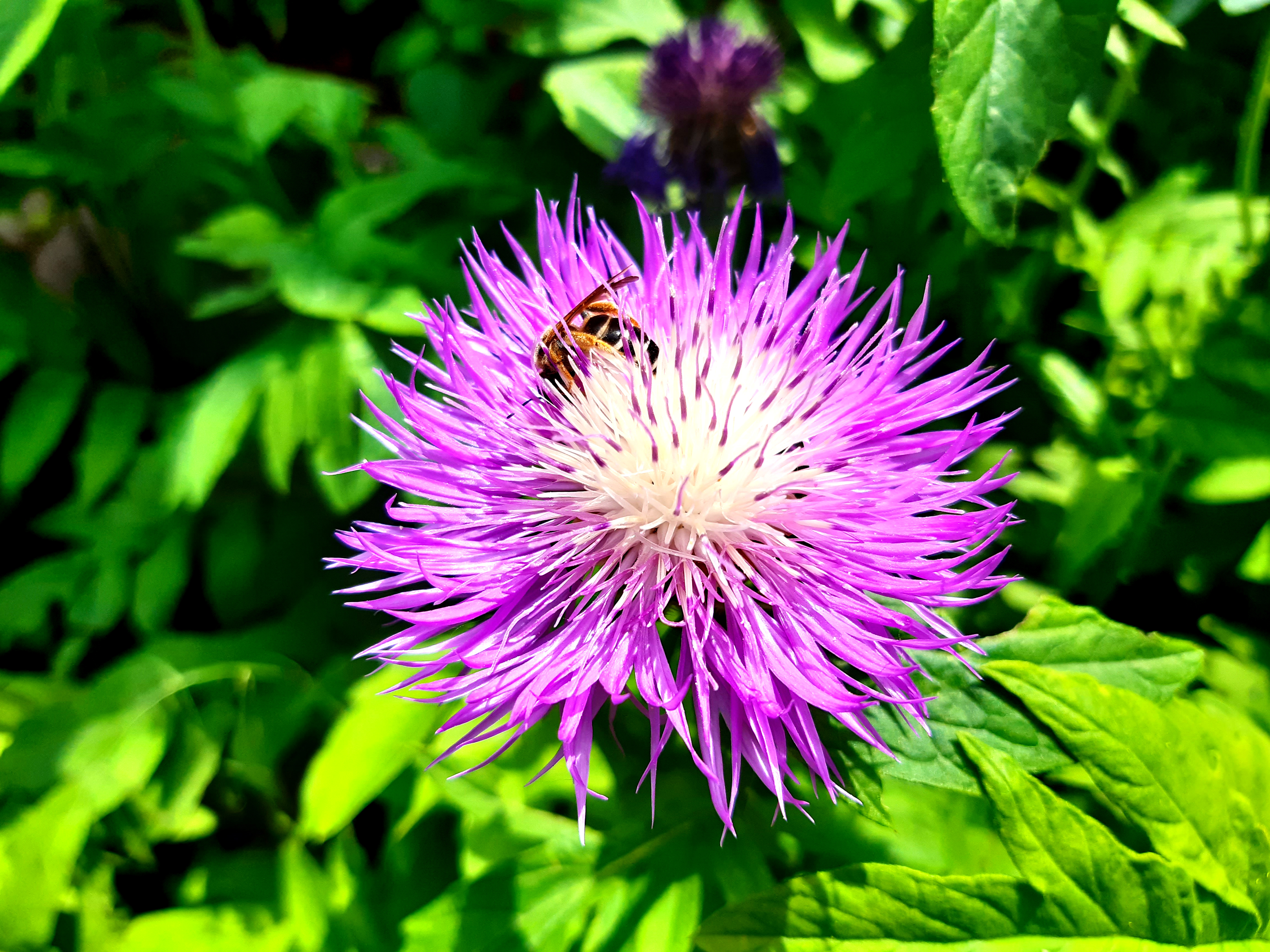 цветок, фиолетовый, пчела, насекомое, макро, растение