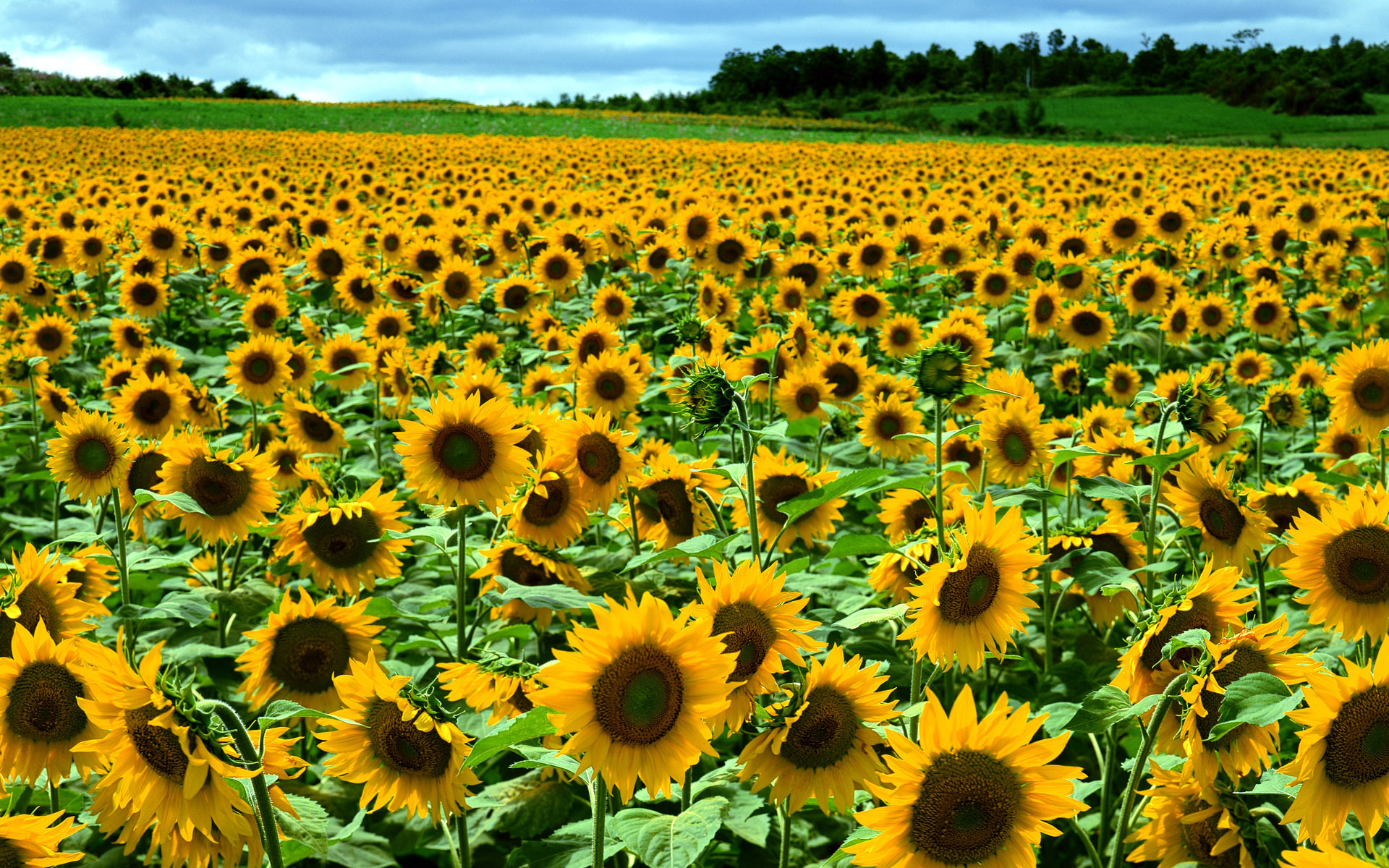 поле с подсолнухами, желтые, красивые обои, Field of sunflowers, yellow, beautiful wallpaper
