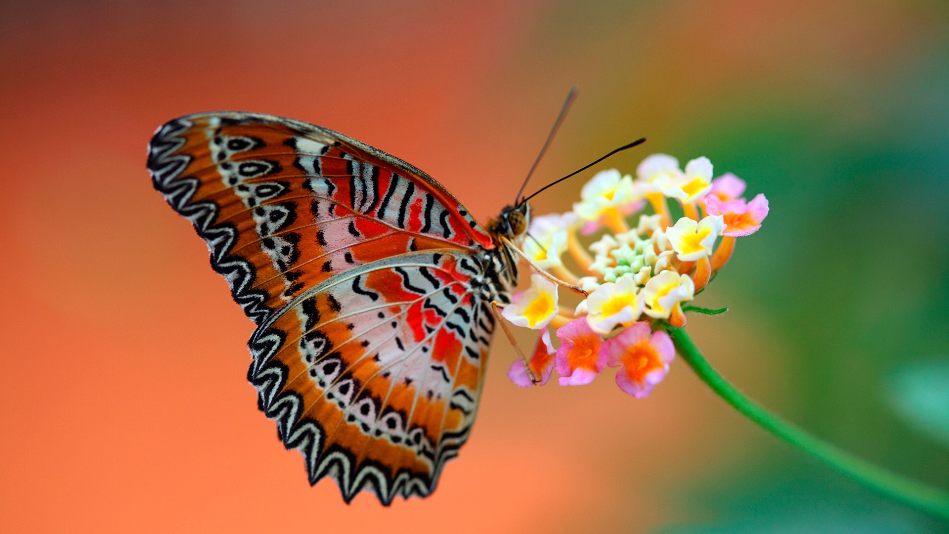 бабочка, цветок, макро, весна, насекомое, яркие обои хорошего качества, Butterfly, flower, macro, spring, insect, bright wallpaper of good quality