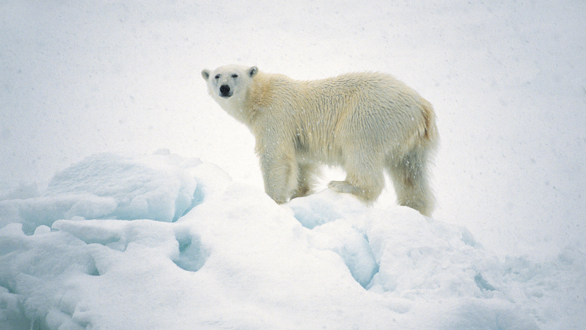 Белый медведь, снег, белый фон, животные, скачать, The polar bear, snow, white background, animals, download