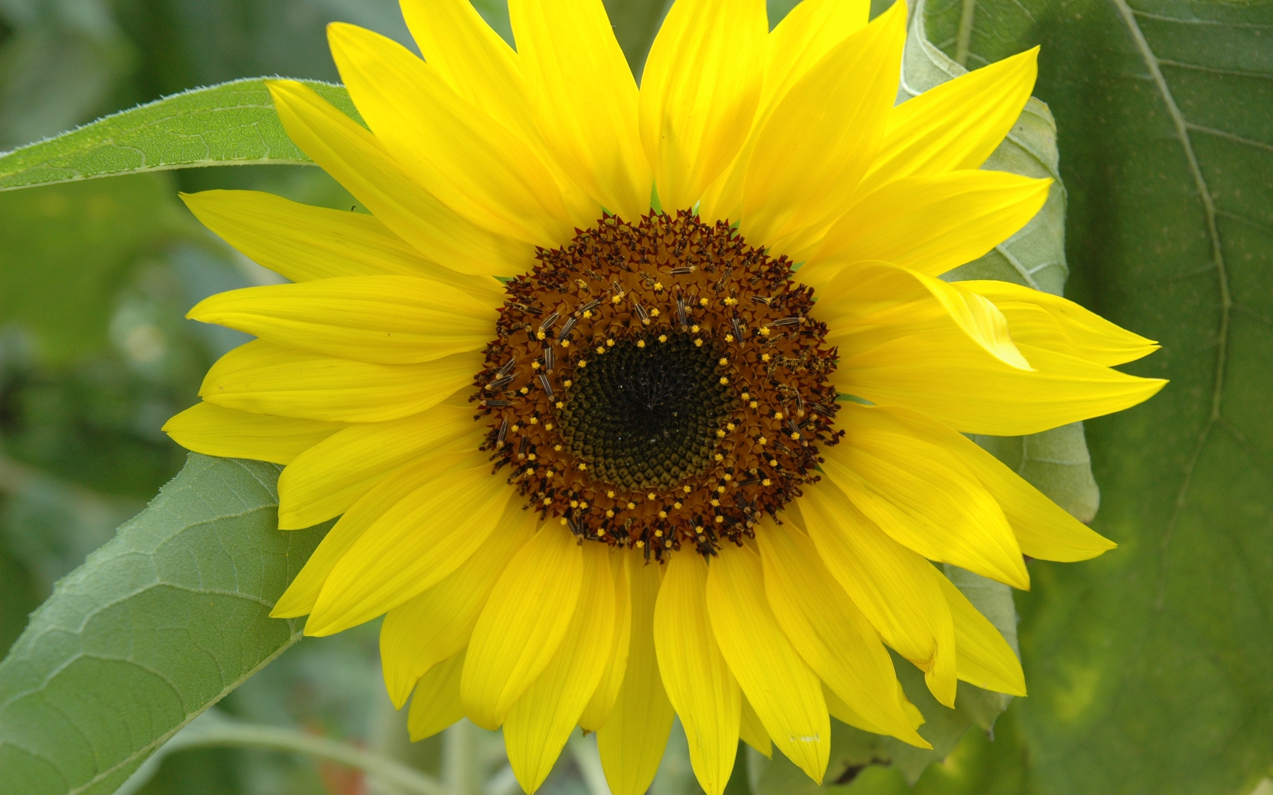 Фон рабочего стола где видно ultra hd 4k wallpaper, Sunflower, flower, 4К  обои, подсолнух, цветок