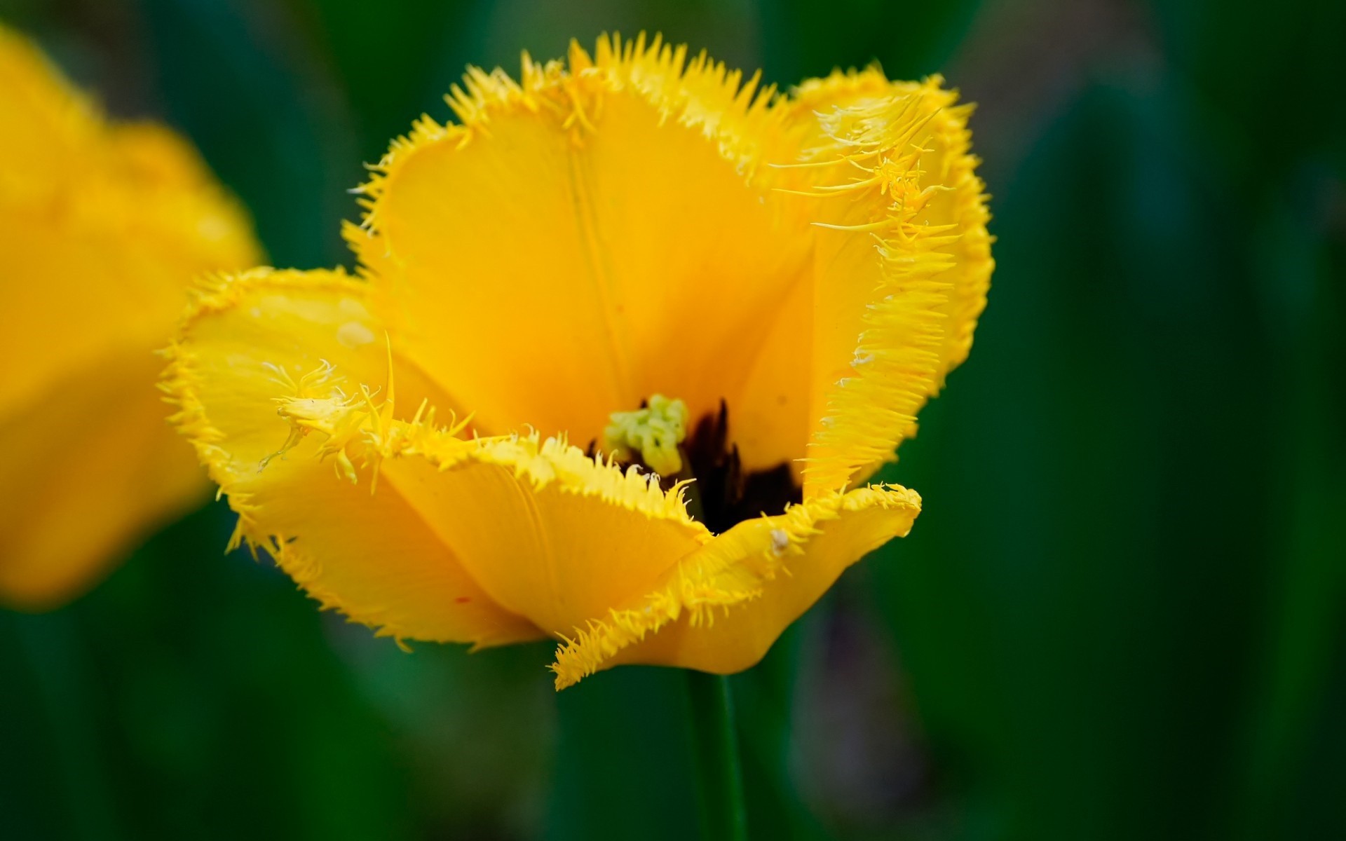 желтый тюльпан, весенний цветок, качественные обои на рабочий стол, Yellow tulip, spring flower, high-quality wallpapers