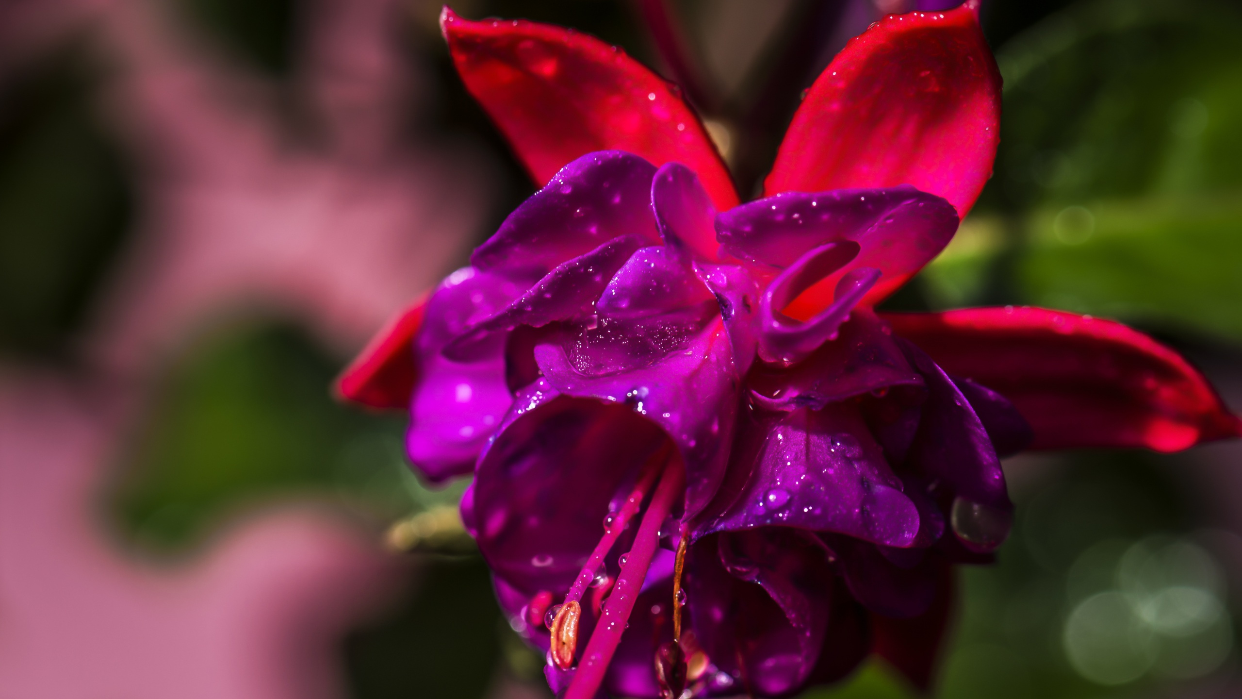 beautiful fuchsia flower, фуксия, красивый цветок, 2560х1440