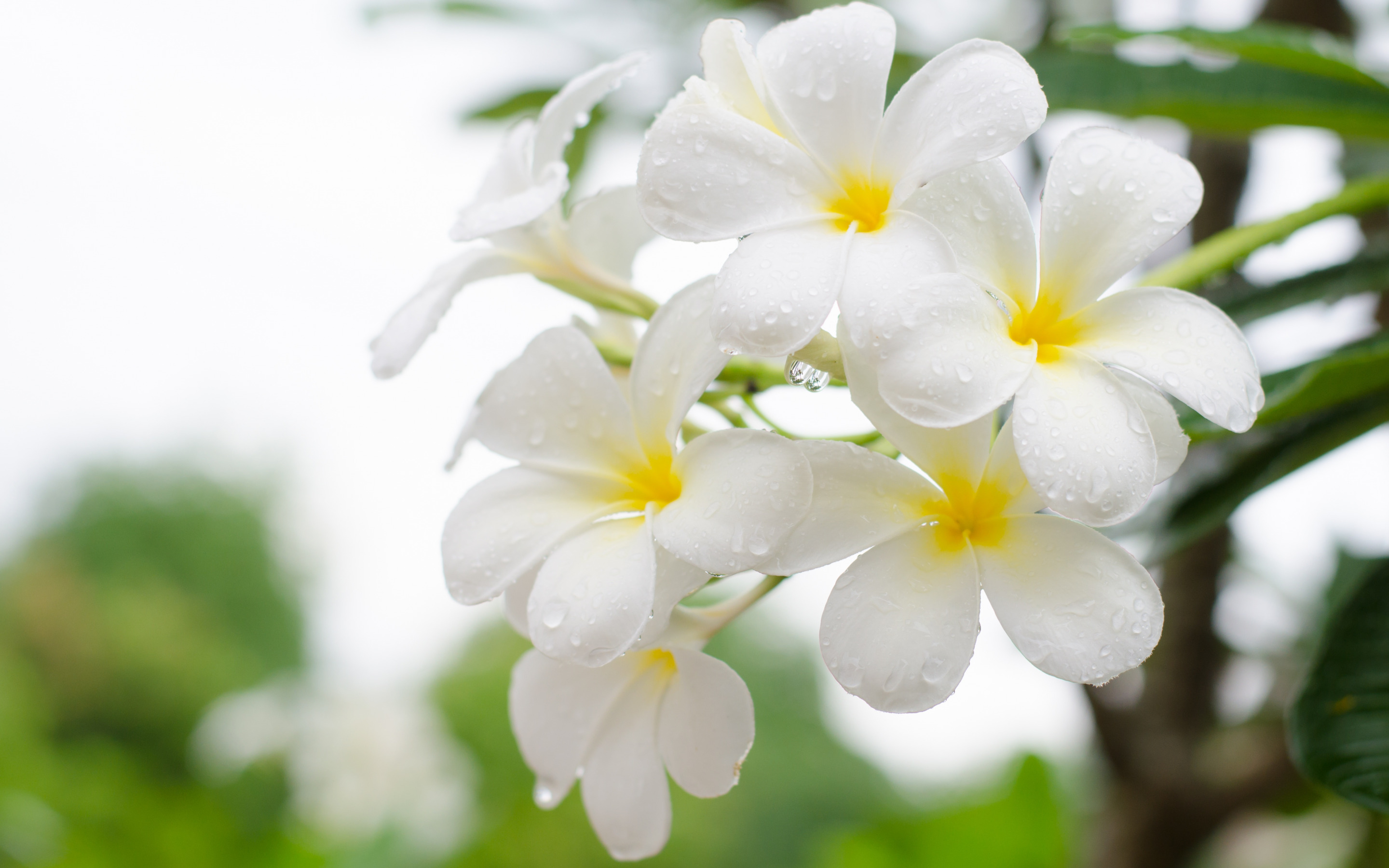 плюмерия белая - красивый цветок