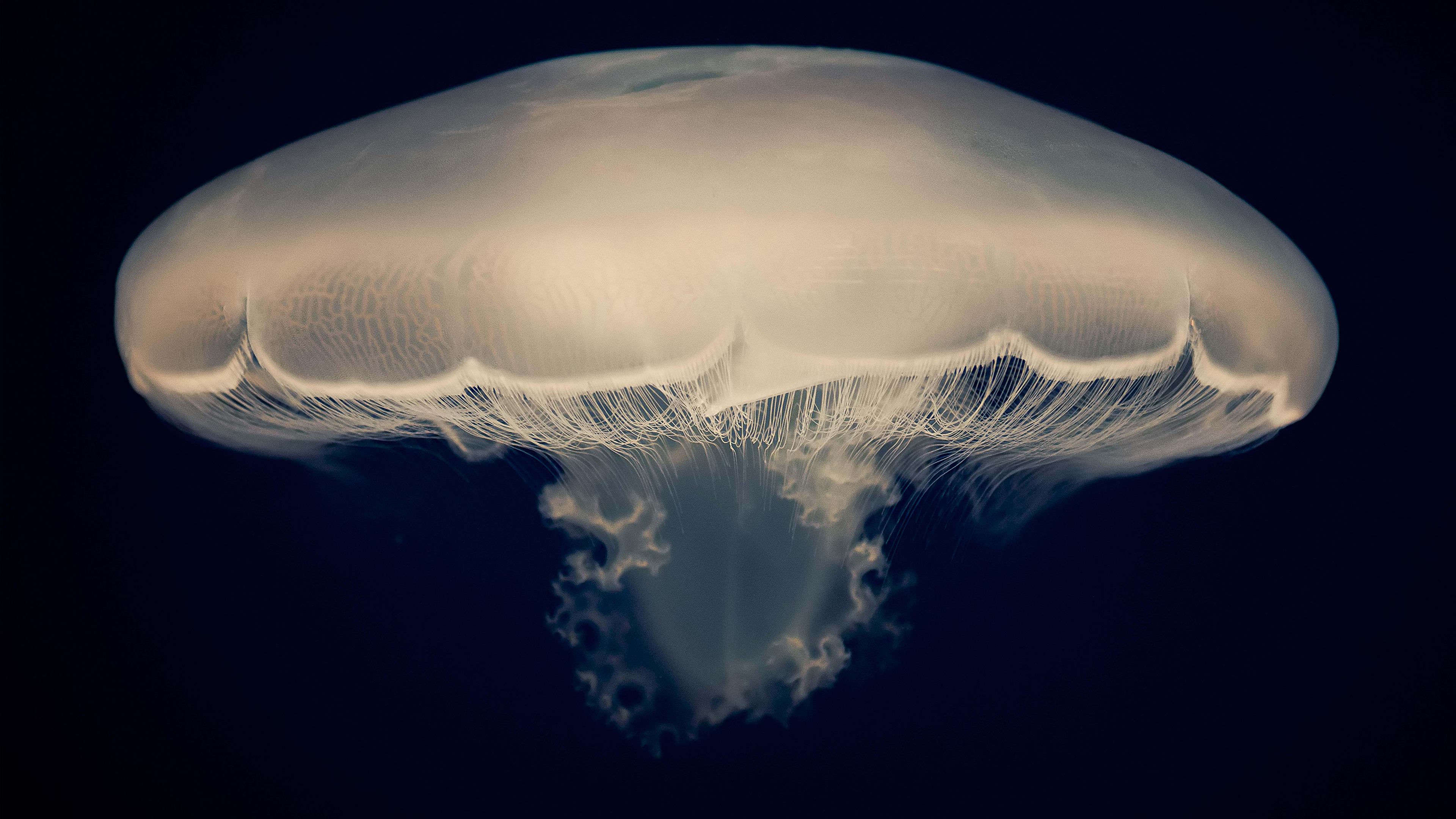 Ultra HD, 4К, wallpaper, макро, медуза, под водой, обои, Macro, jellyfish, under water