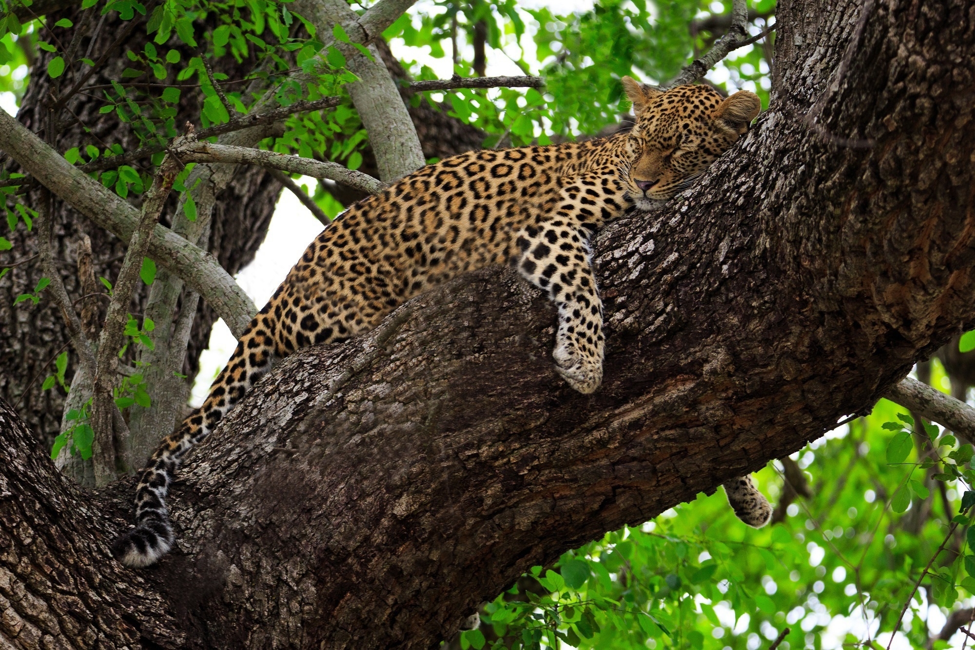 Фото бесплатно леопард, спит на дереве