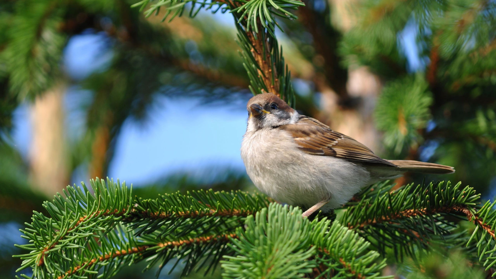 воробей, птица, веточка хвойного дерева, фото, красивые обои, природа, Sparrow, bird, twig of coniferous tree, photo, beautiful wallpaper, nature