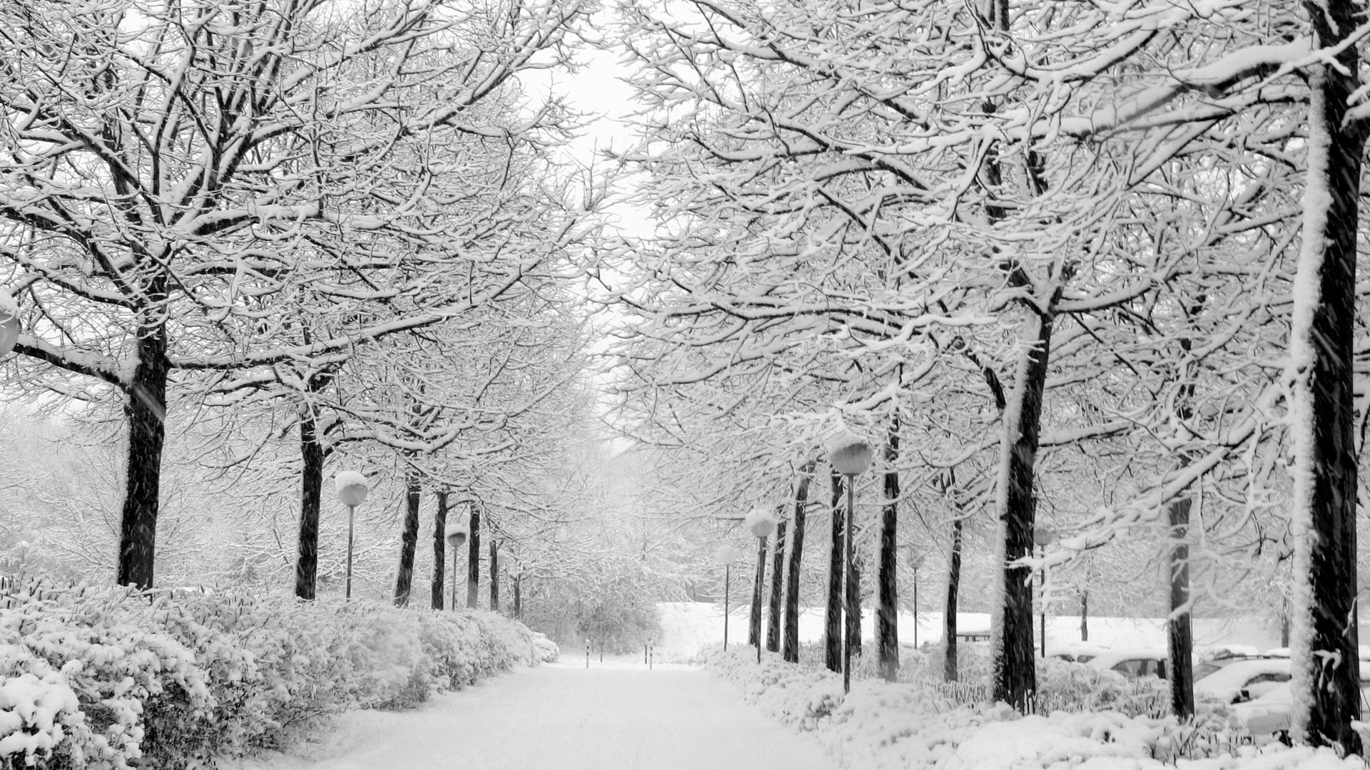 зима, природа, снег, иний на деревьях, аллея, кусты, парк, фото, Winter, nature, snow, tree on trees, avenue, bushes, park, photo