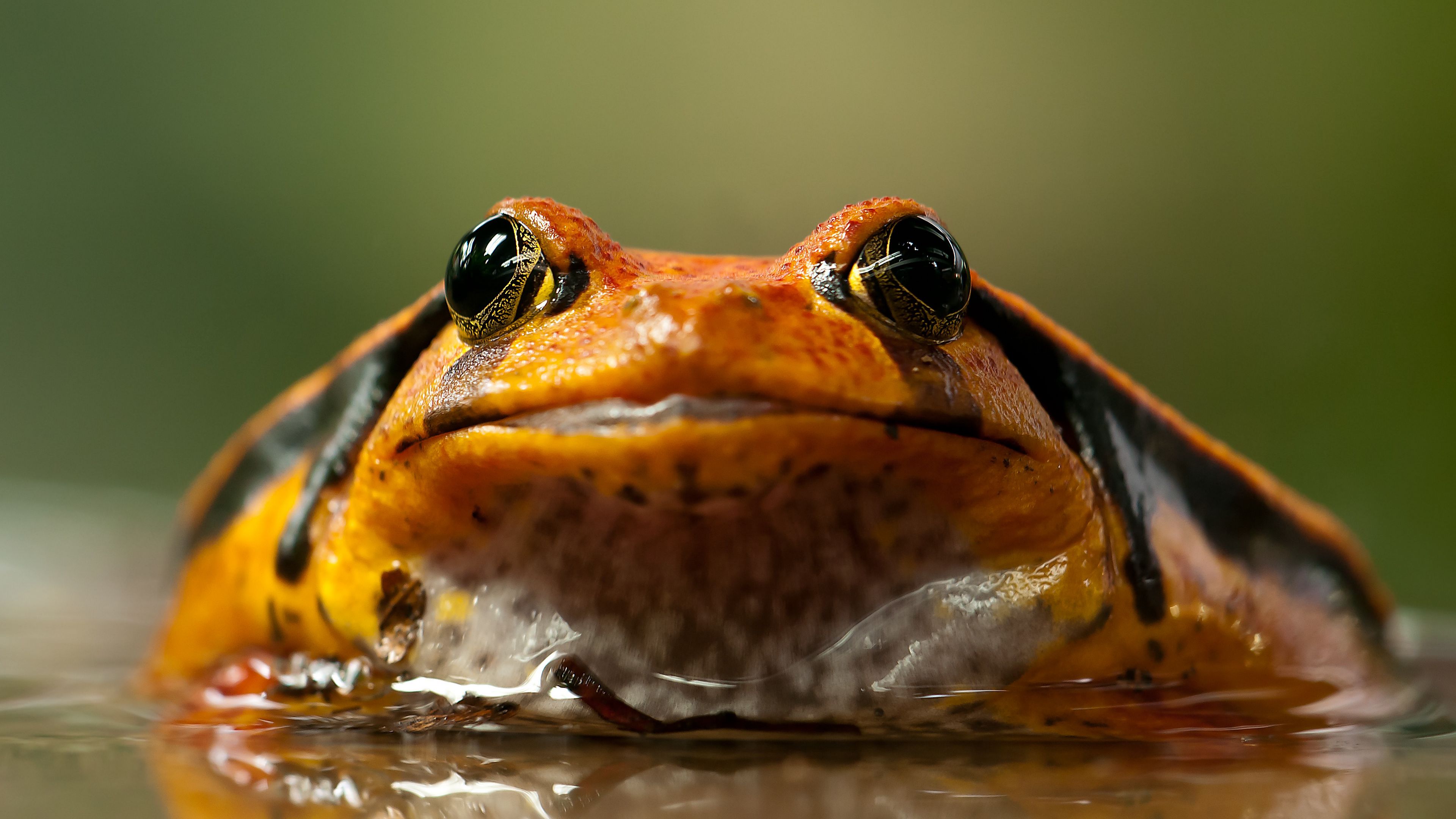 лягушка, жаба, водоём, животное, глаза, 3840х2160, 4к обои