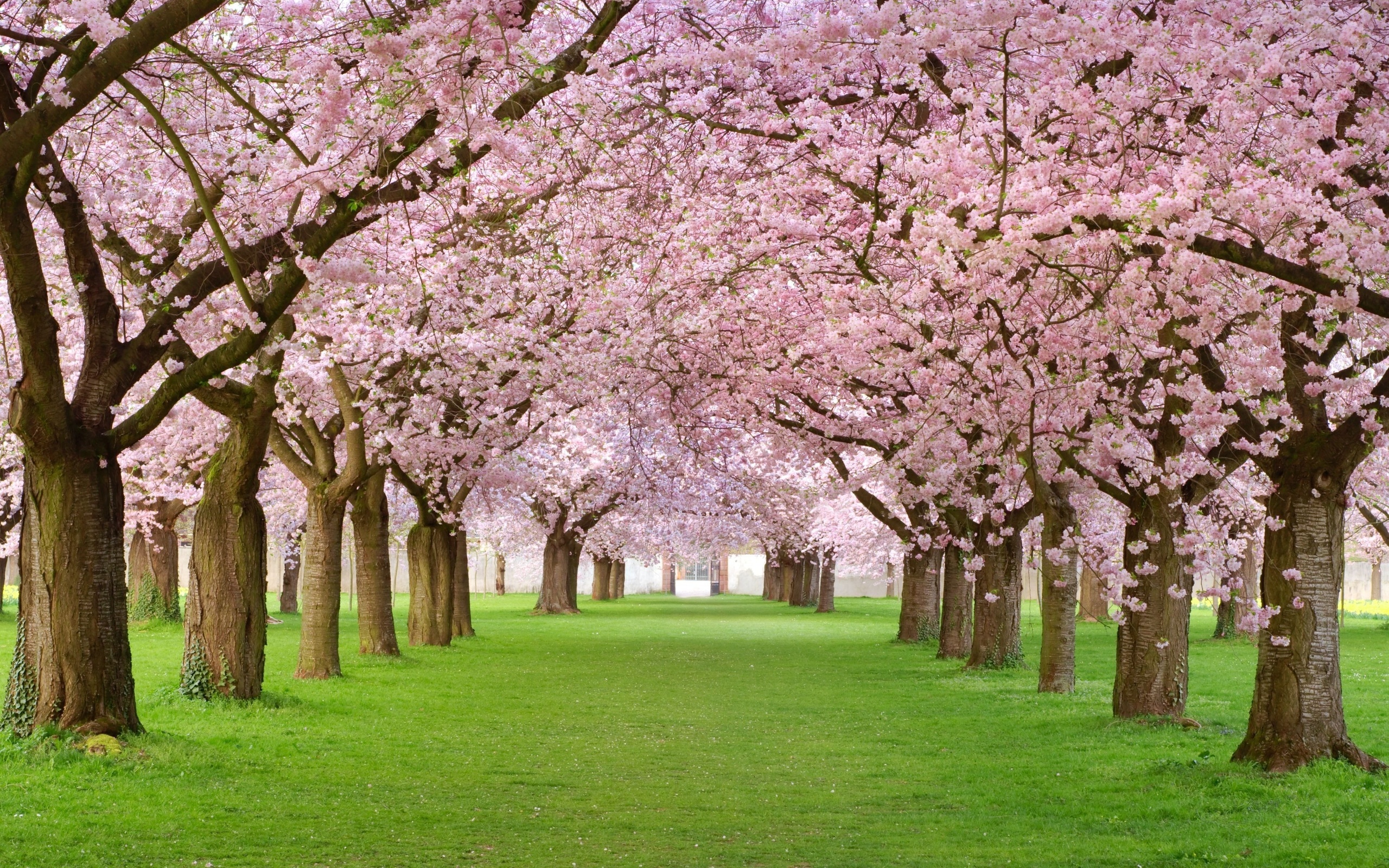 весна, природа, цветущие деревья, аллея, обои хорошего качества, spring, nature, flowering trees, walkway, wallpaper good quality