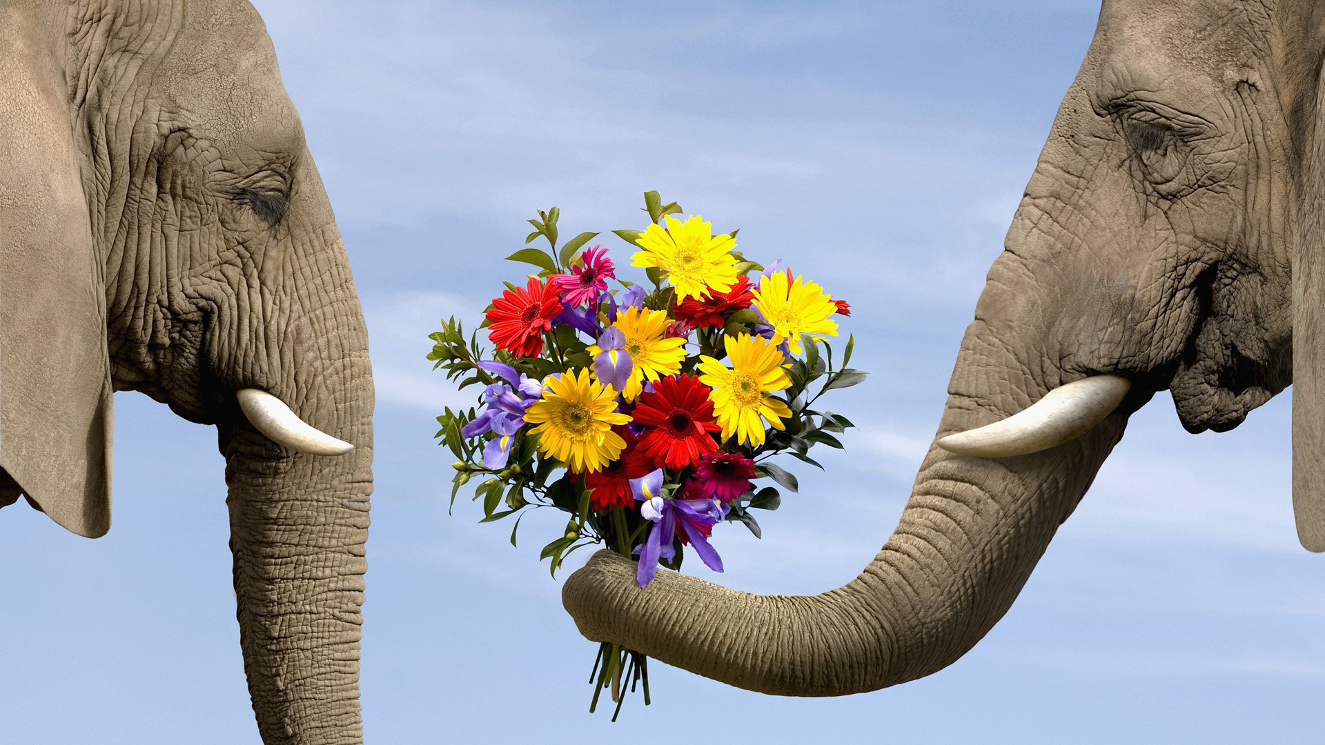 слоны, цветы, слон слонихе дарит букет, животные, смешные картинки, elephants, flowers, elephant elephant gives a bouquet, animals, funny pictures