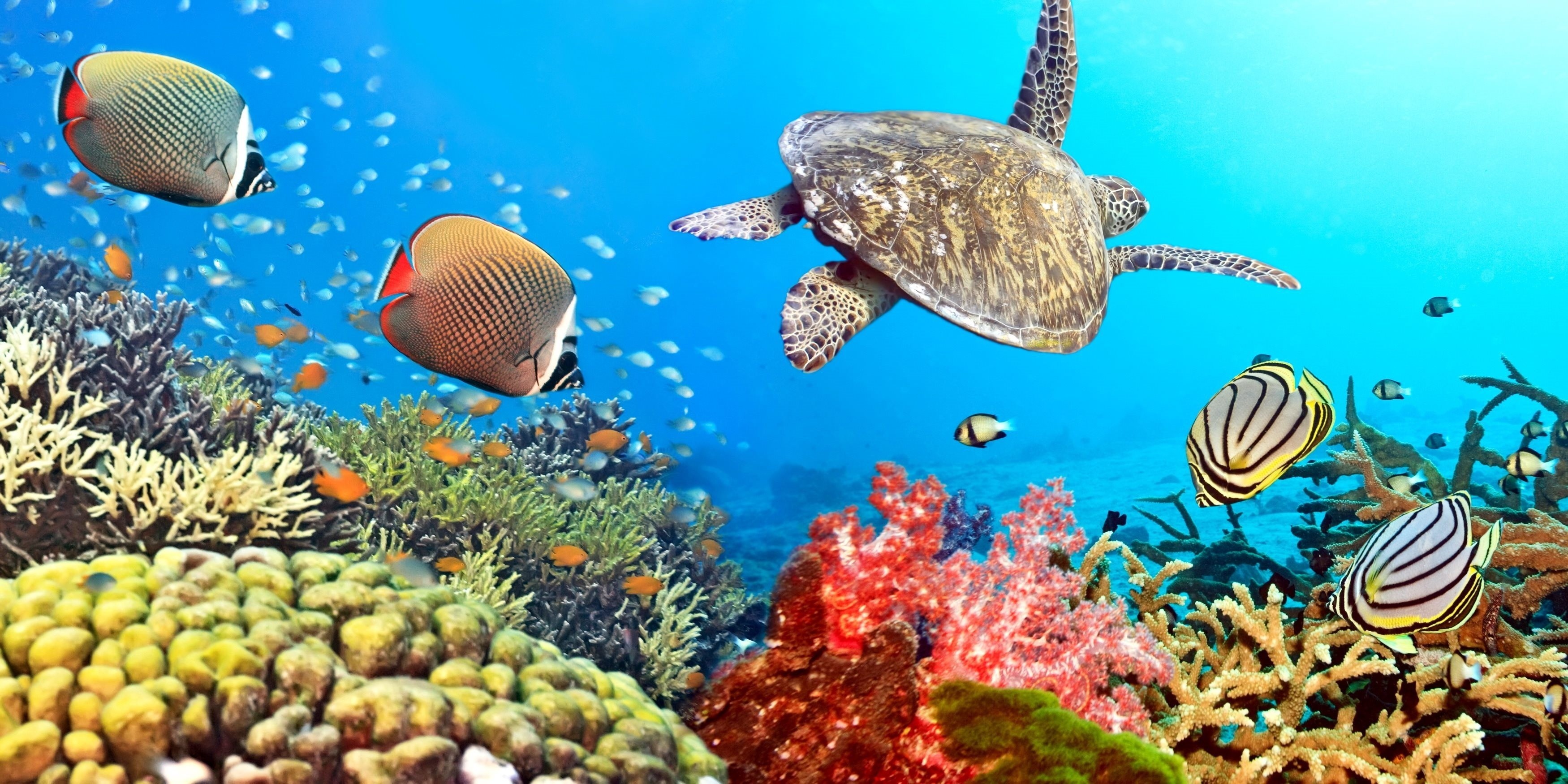 underwater world, Red Sea, corals, fish, turtle, under water, подводный мир, Красное море, кораллы, рыбки, черепаха, под водой, 3500х1750