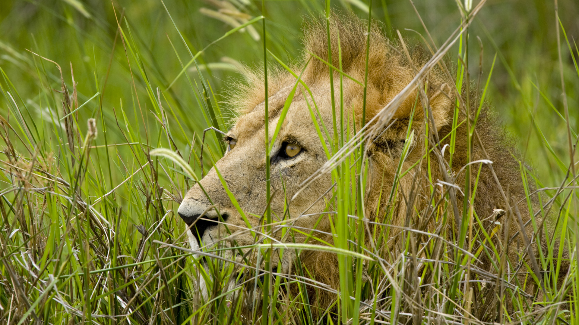 лев в траве, дикие кошки, lion in the grass, wild cats