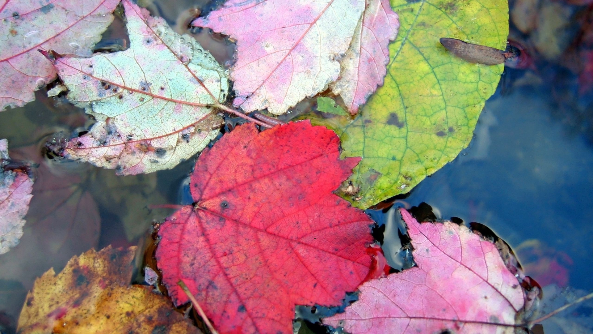 осень, желтые листья, природа, обои, autumn, yellow leaves, nature, wallpaper, jesień, żółte listowie, natura, tapeta