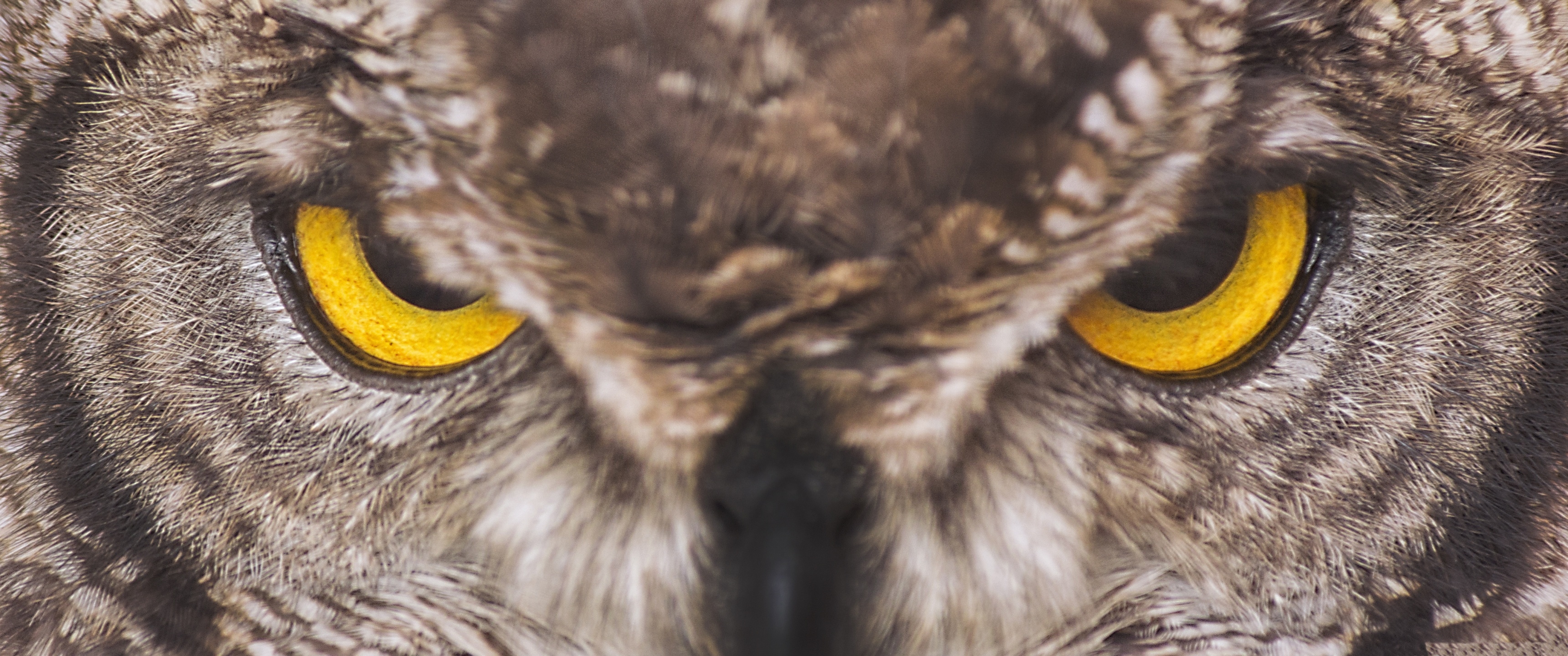 eagle owl wallpaper 3440x1440