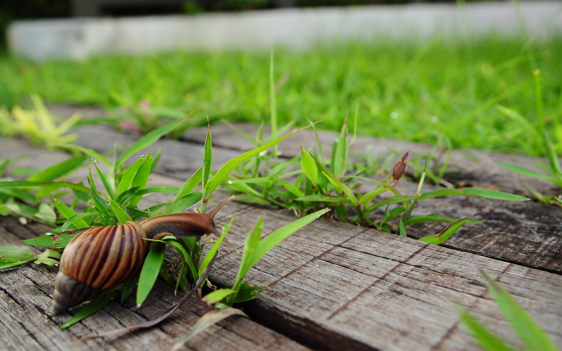 Улитка, трава, доски, зеленый фон, макро, обои скачать, Snail, grass, planks, green background, macro, wallpaper download