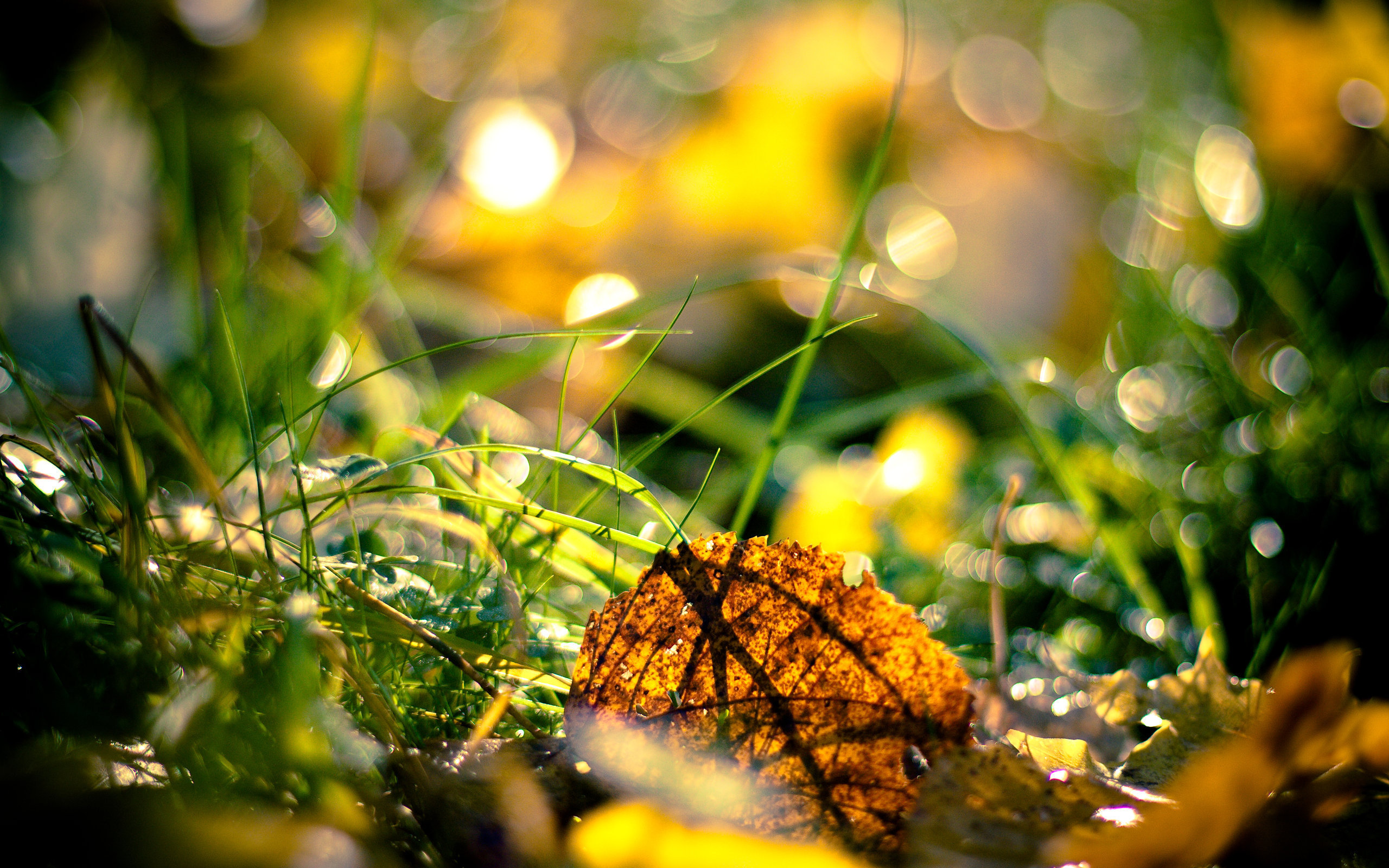 осень, макро, зеленая трава, желтые листья, природа, красивые обои, Autumn, macro, green grass, yellow leaves, nature, beautiful wallpaper