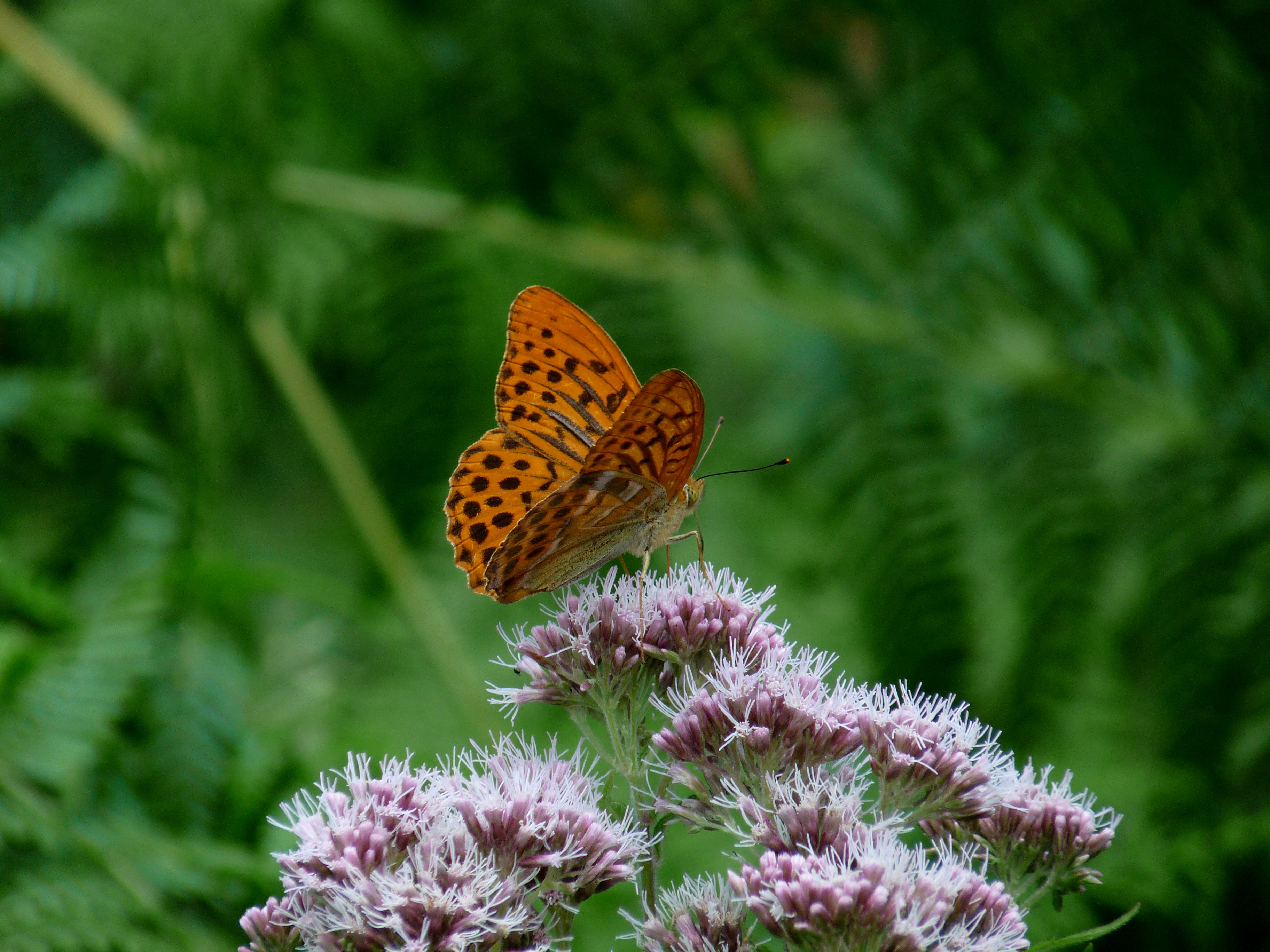 Фото бесплатно природа, трава, бабочка
