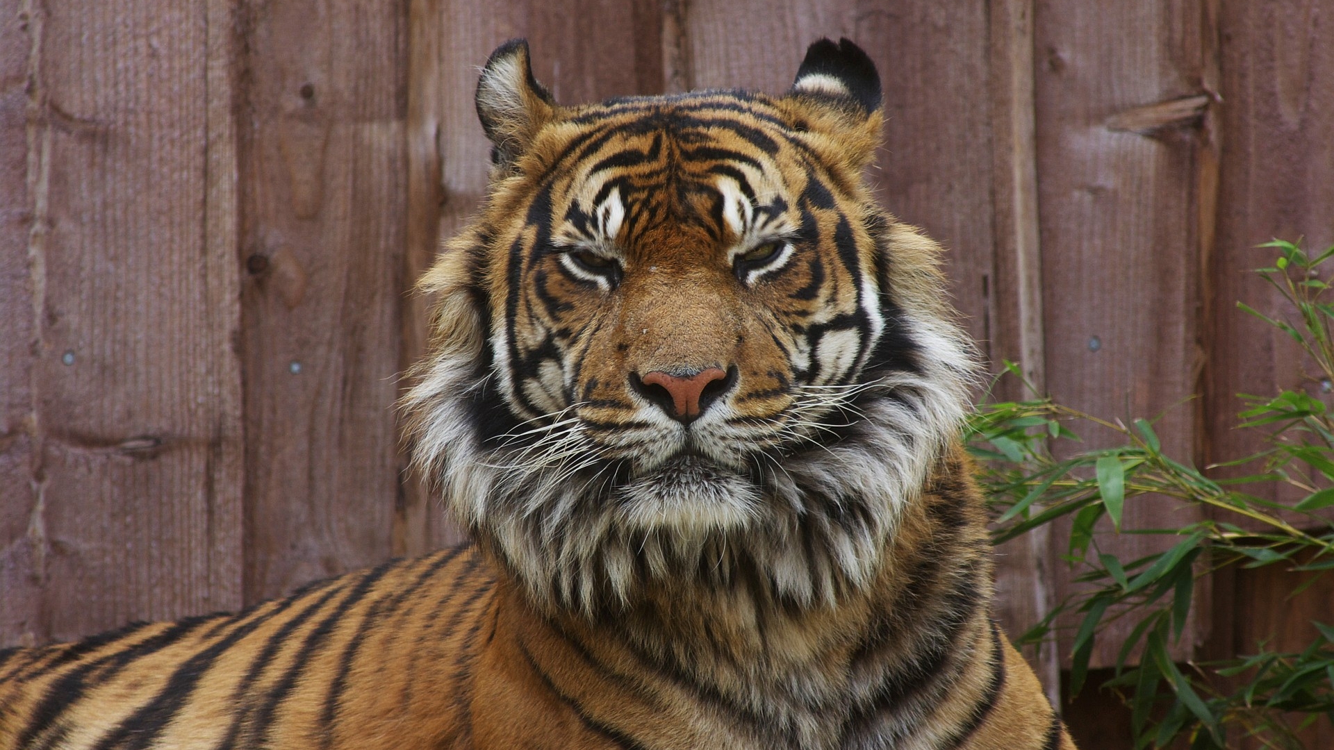 тигр, полосатый, дикие кошки, животные, tiger, striped, wild cats, animals
