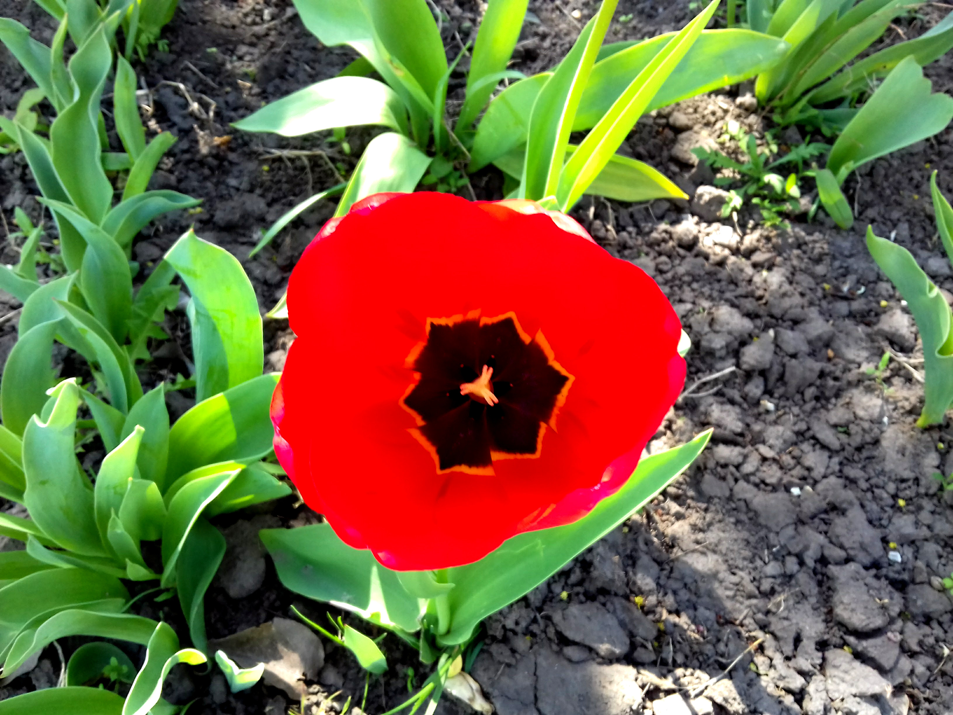 красный тюльпан, весна, цветок, листья, яркие качественные обои, HD Full, Red tulip, spring, flower, leaves, bright high-quality wallpaper