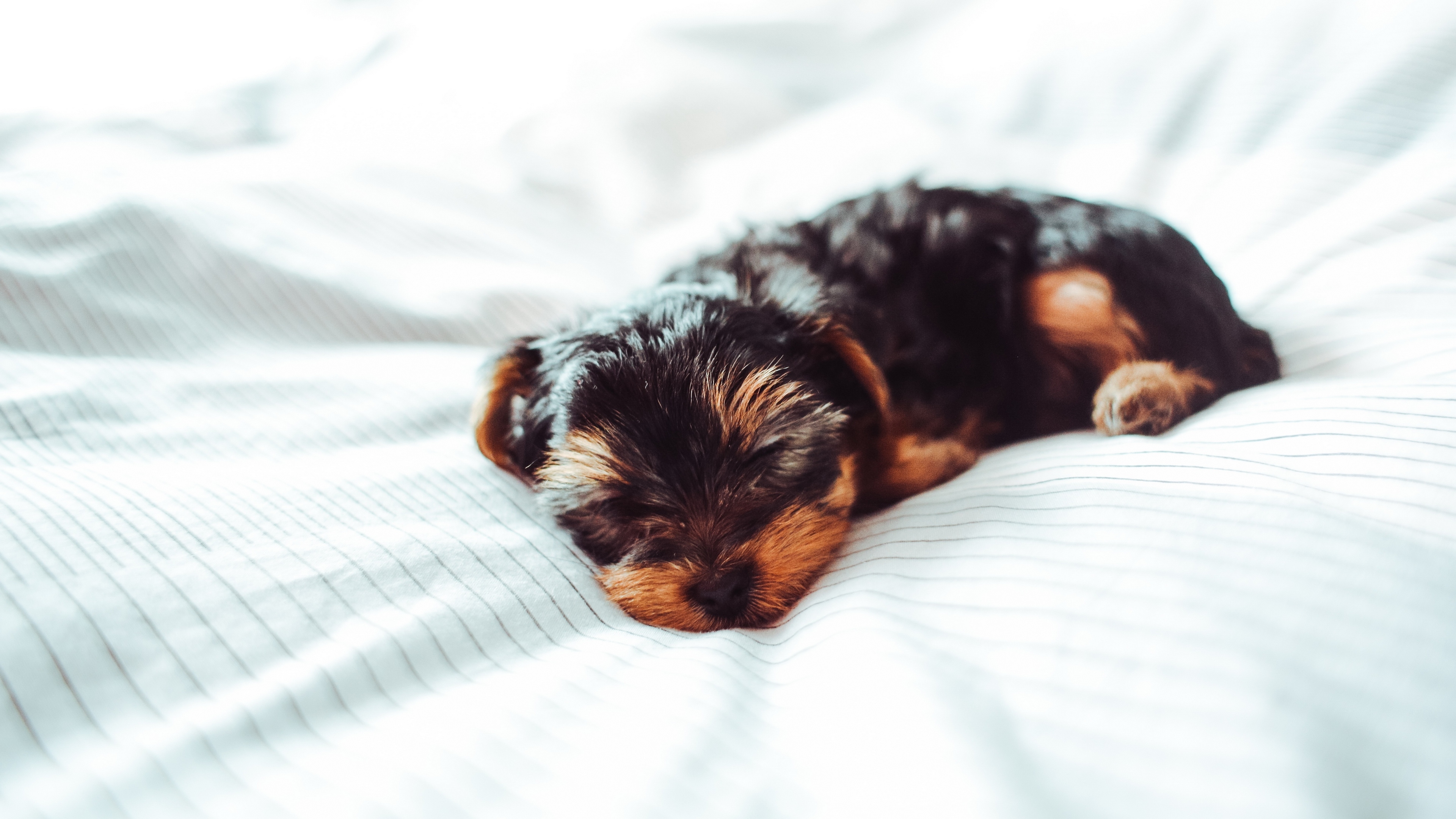 Йоркширский терьер щенок на кровати