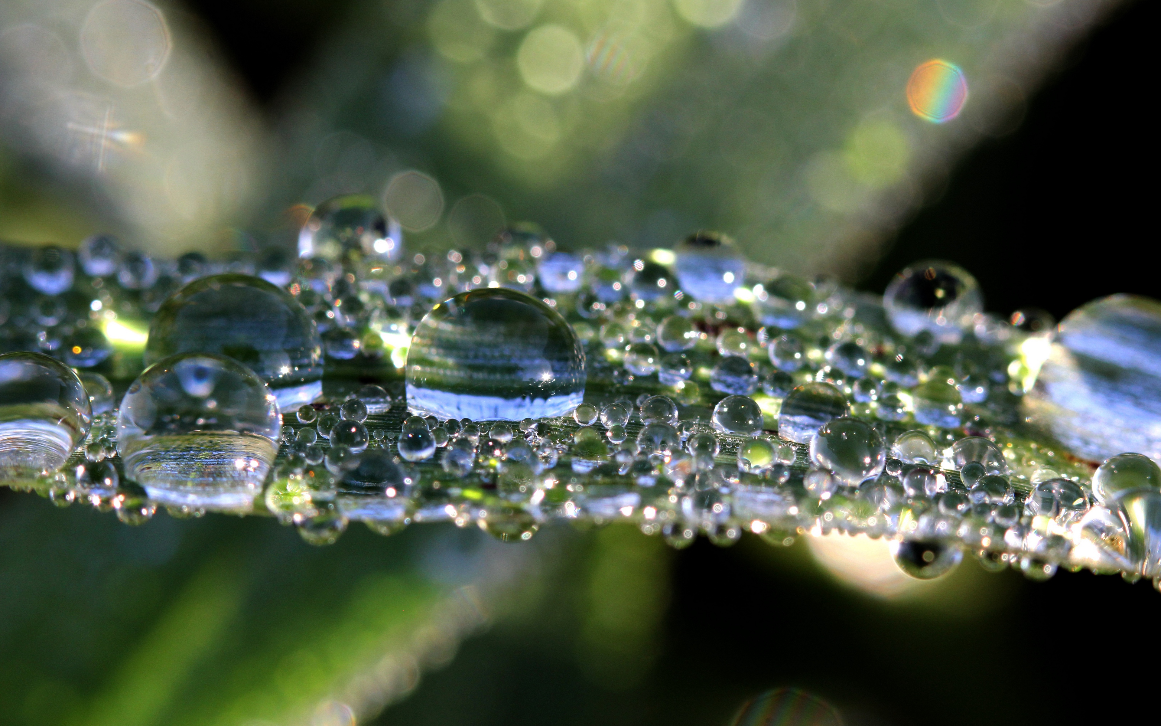 макро, капли, роса на траве, 4К обои широкоформатные, macro, drops, dew on the grass, 4K widescreen wallpaper