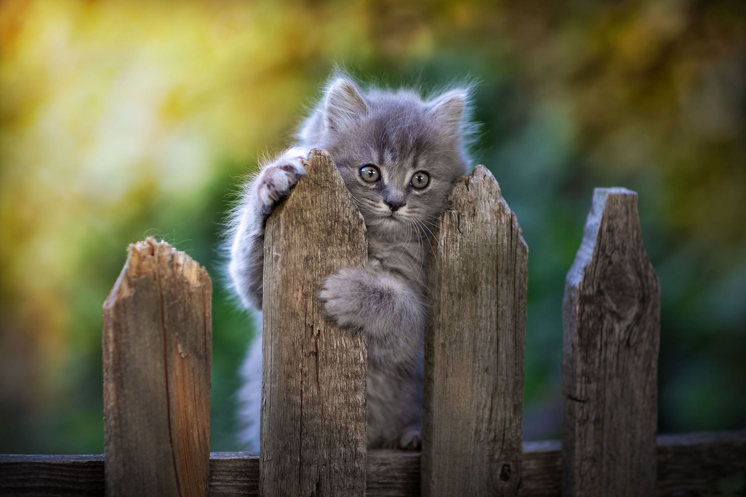 серенький котенок на заборе, смешные домашние животные