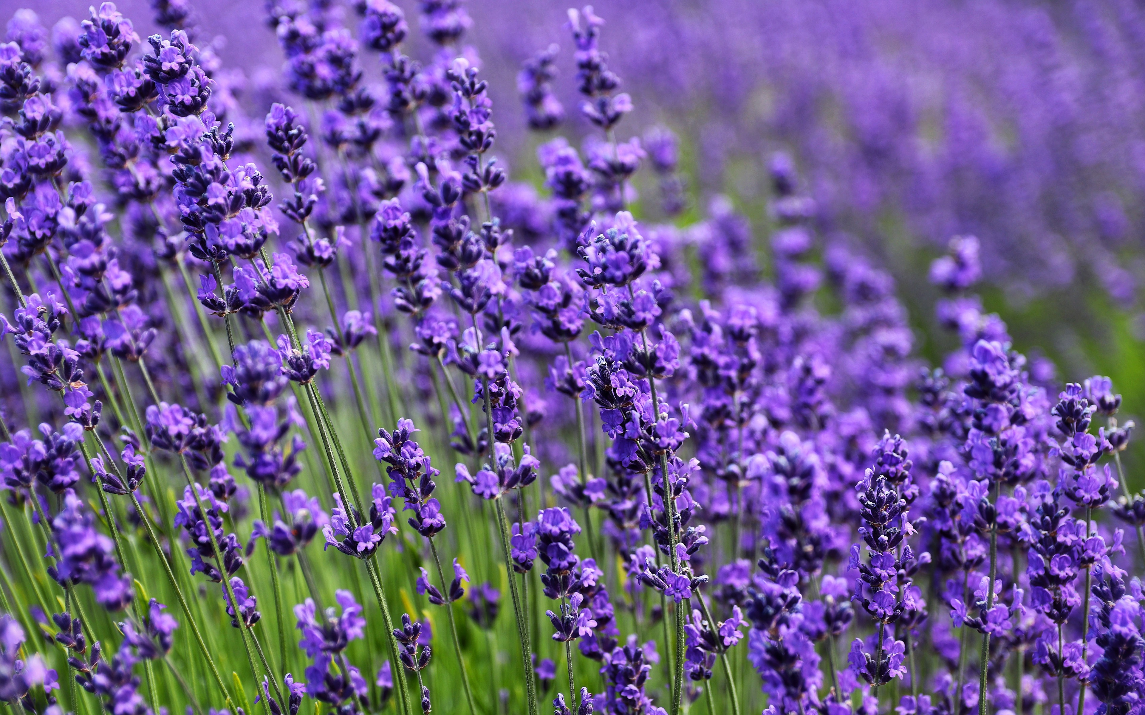 Фото бесплатно цветы, обои, фиолетовое поле, лаванда, полевые цветы, природа, 3840х2400
