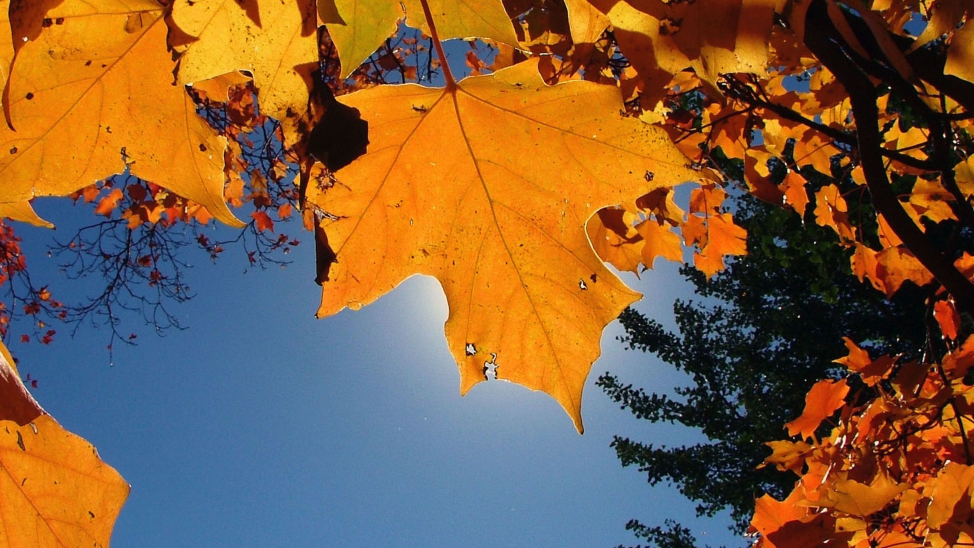 осень, желтые листья клена, синее небо
