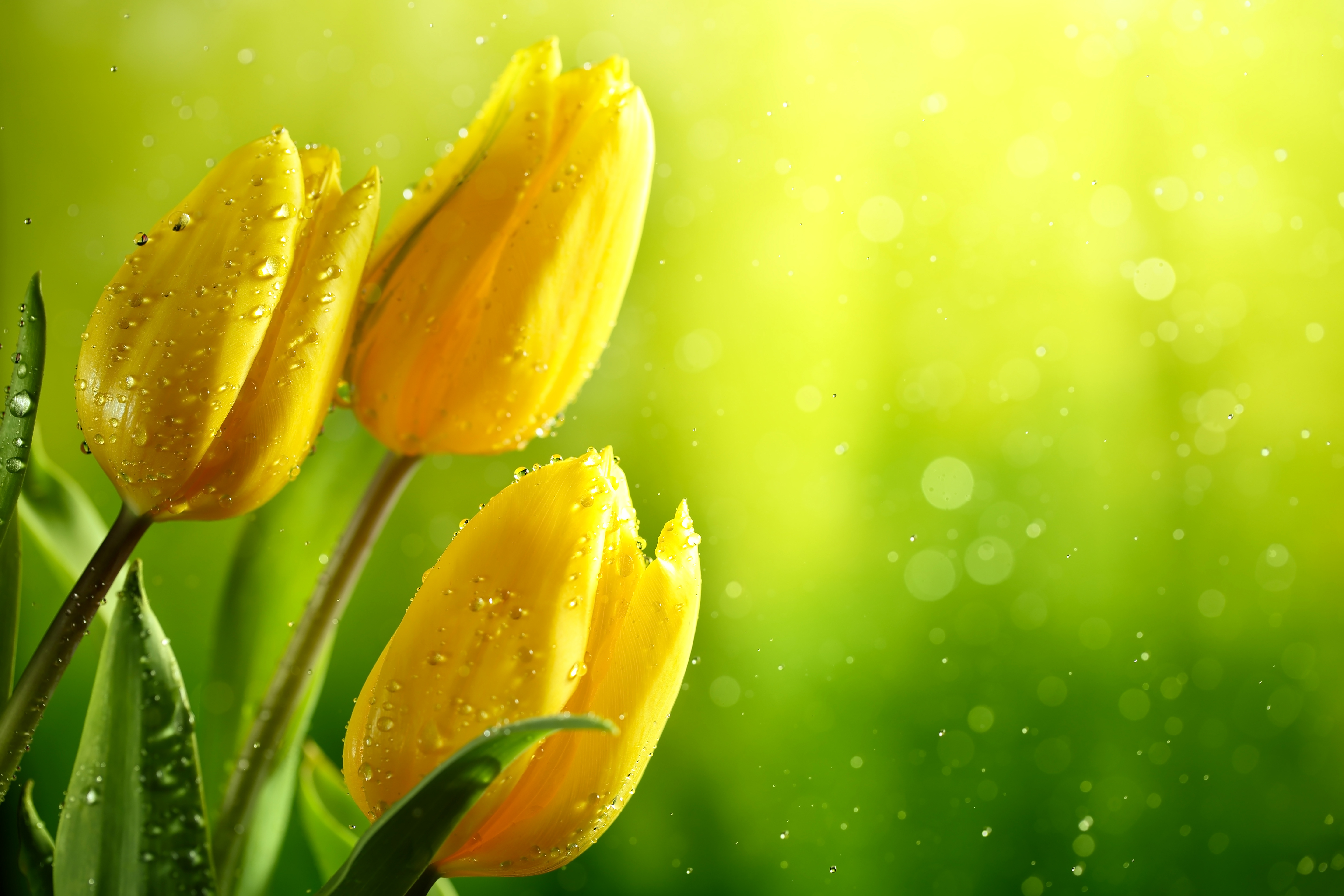 flowers, yellow tulips, 6K wallpaper, buds, bouquet, spring, water drops, цветы, желтые тюльпаны, 6К обои, бутоны, букет, весна, капли воды