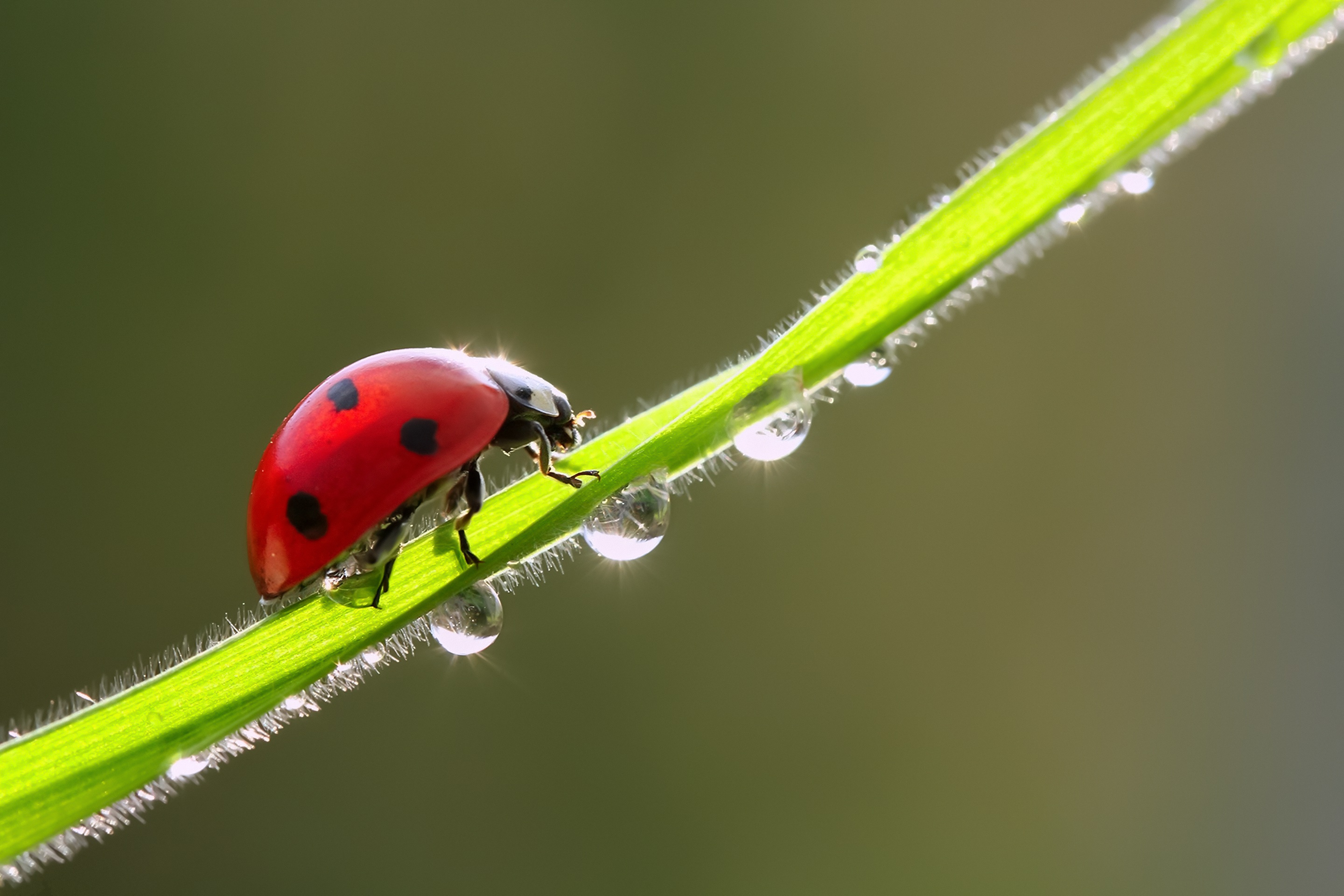 macro, ladybug, insect, beetle on a blade of grass, drops, dew, макро, божья коровка, насекомое, жук на травинке, капли, роса
