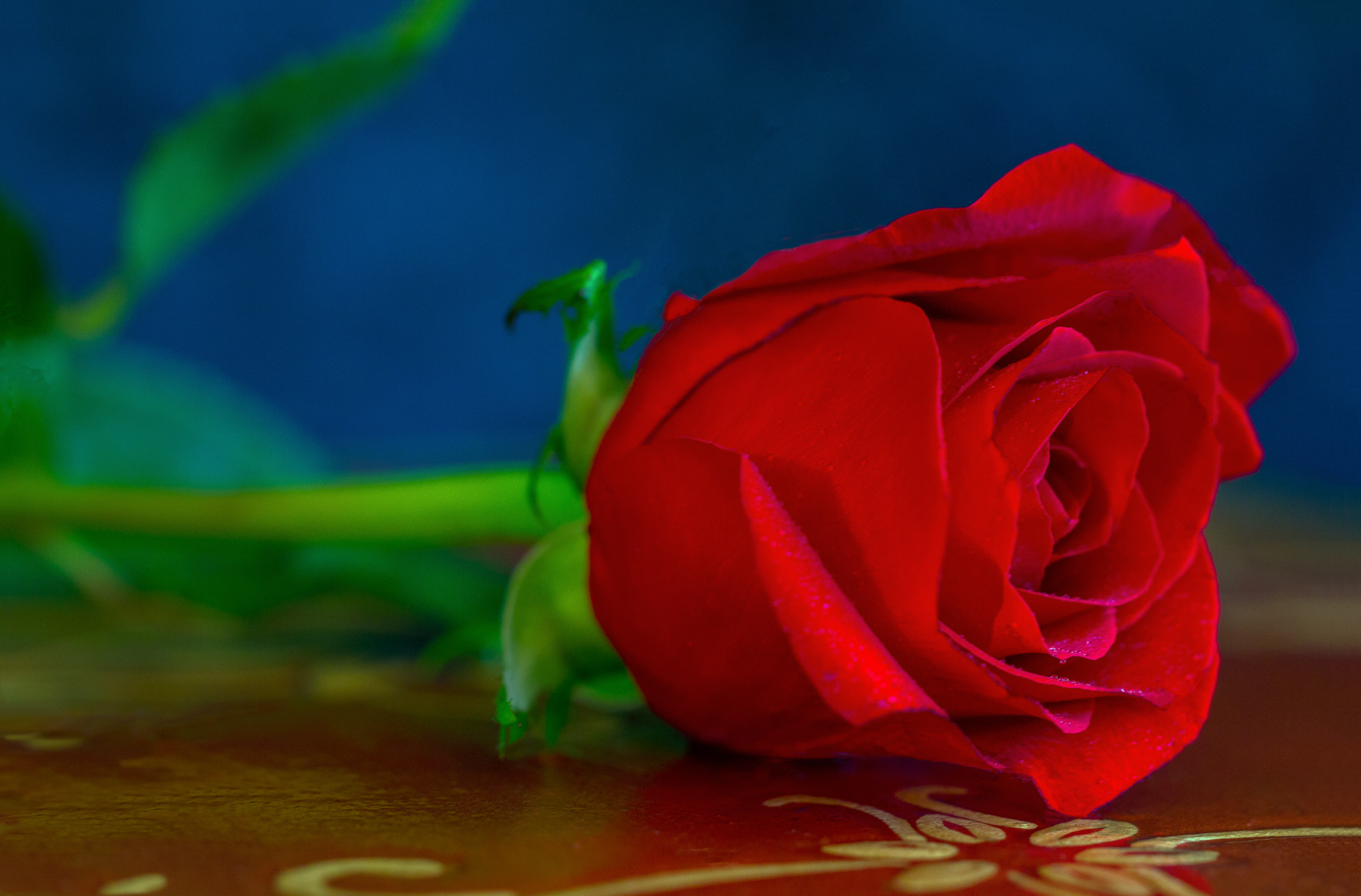 Фото бесплатно одинокая роза, красный бутон, макро, цветок