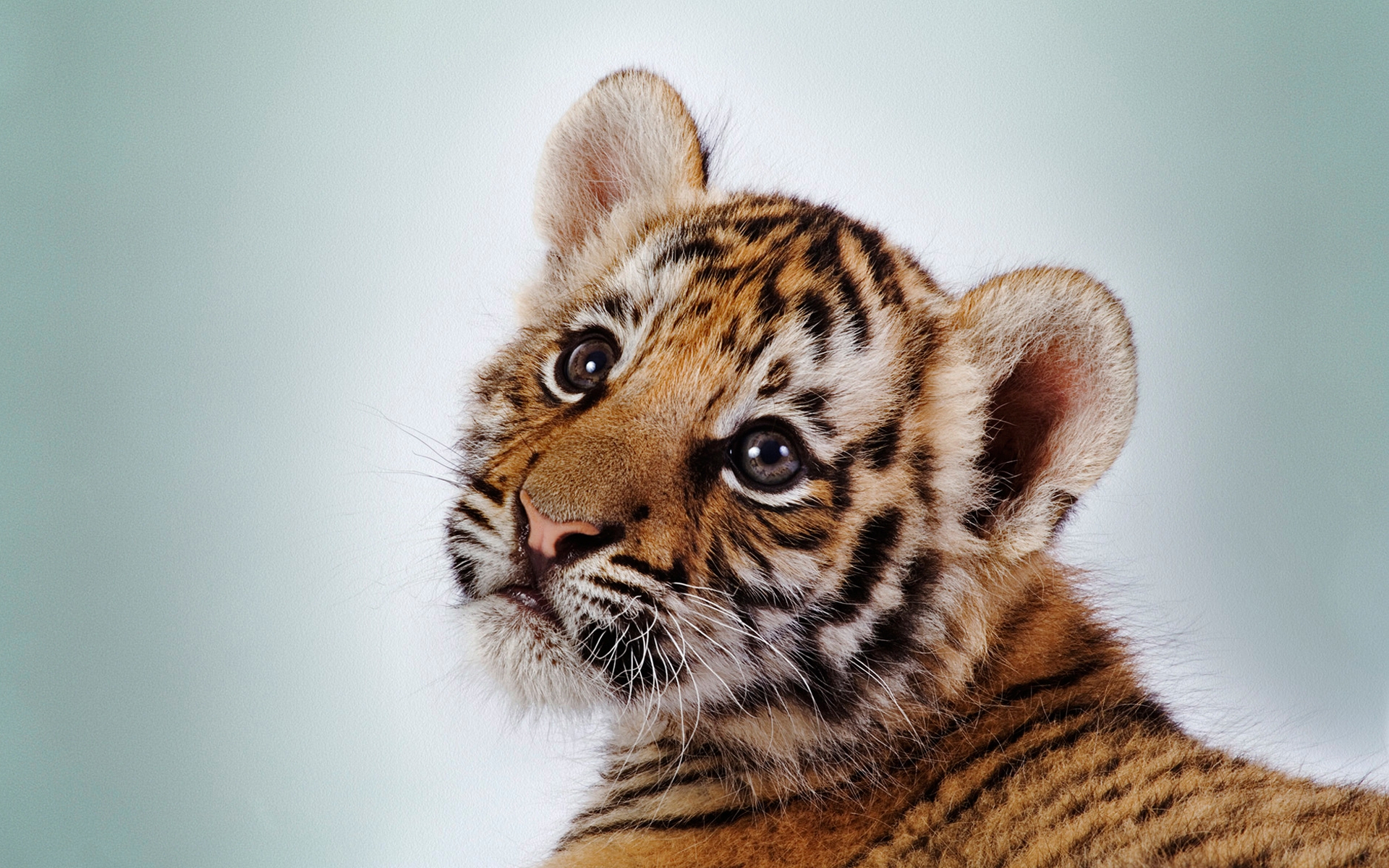 тигрёнок, малыш, кошка, дикие животные