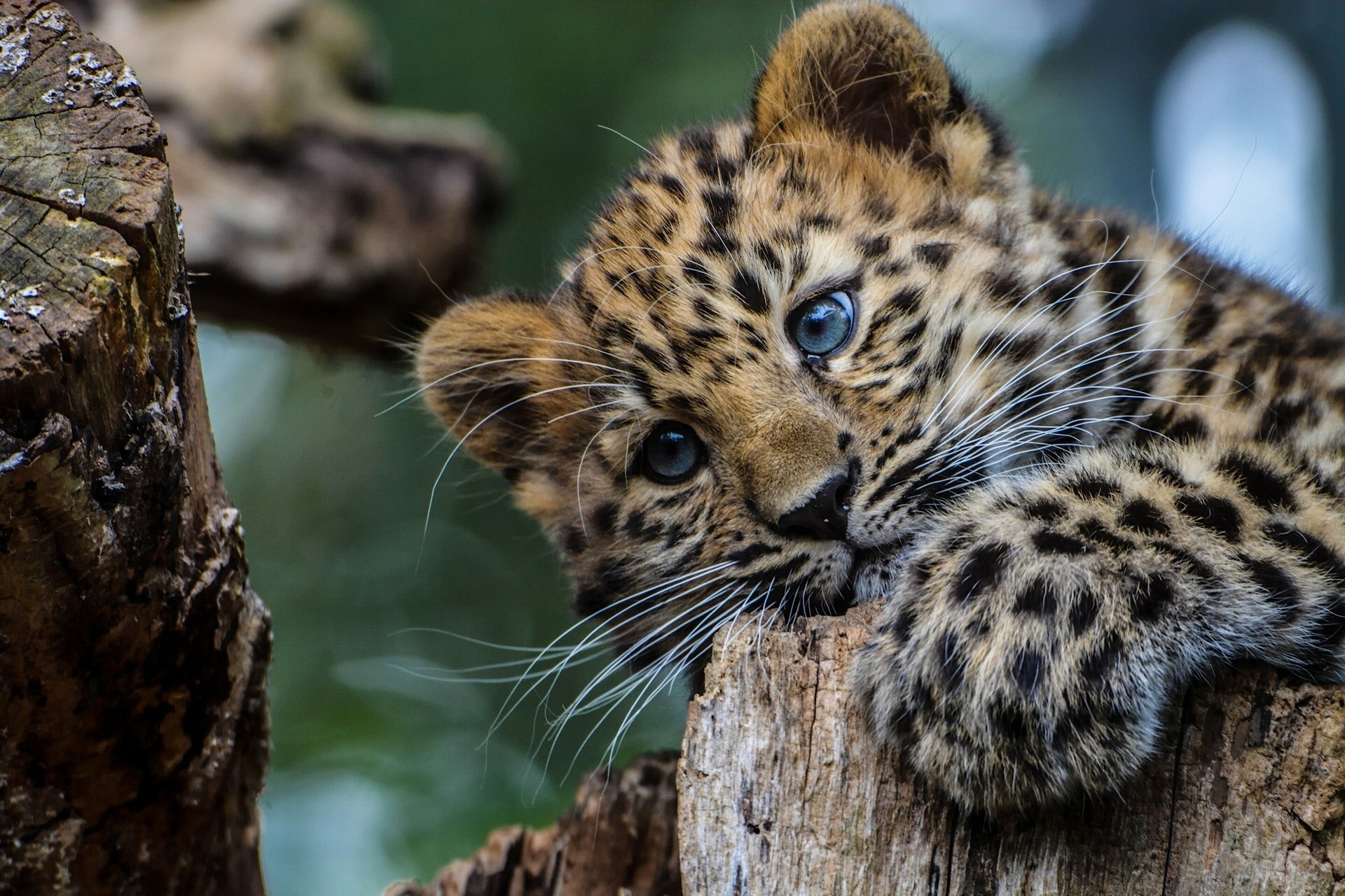 леопардовый детёныш на бревне