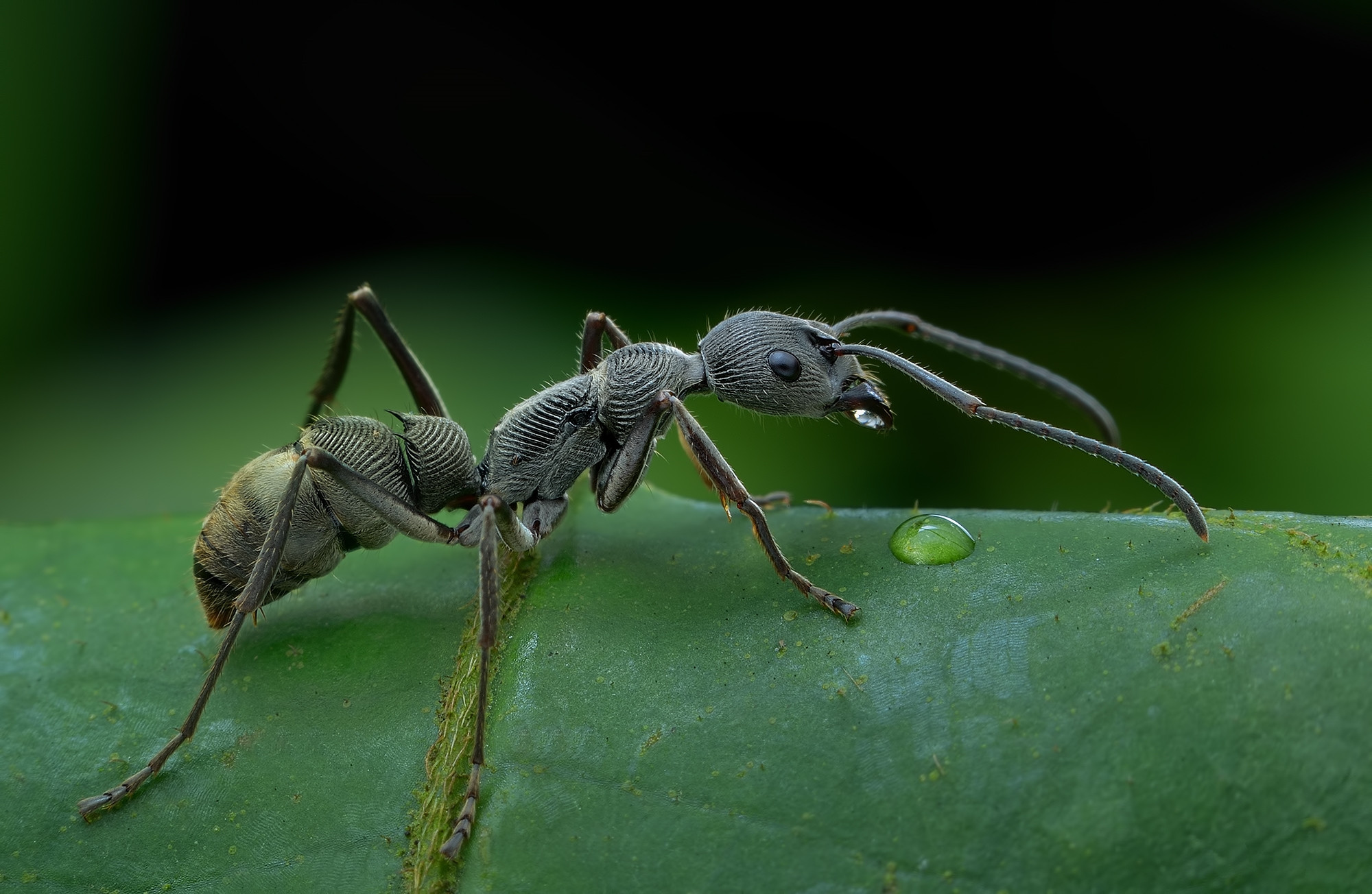 Муравей фото. Насекомые муравей. Макро про муравьев. Насекомые Дагестана. Мураши насекомые.