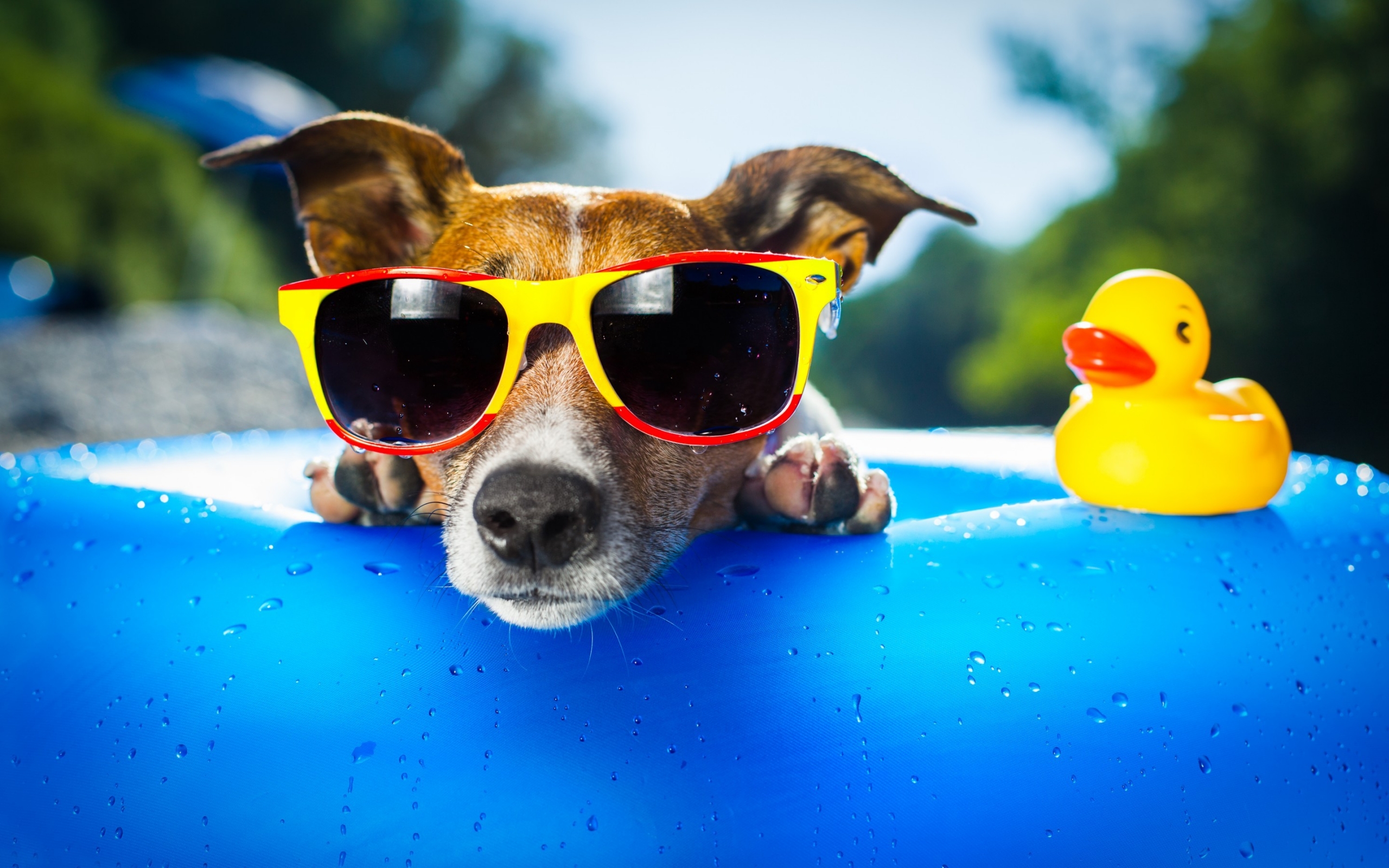 собака в солнцезащитных очках, спасательный круг, резиновая утка, отдых, смешные животные, Dog in sunglasses, life ring, rubber duck, rest, funny animals