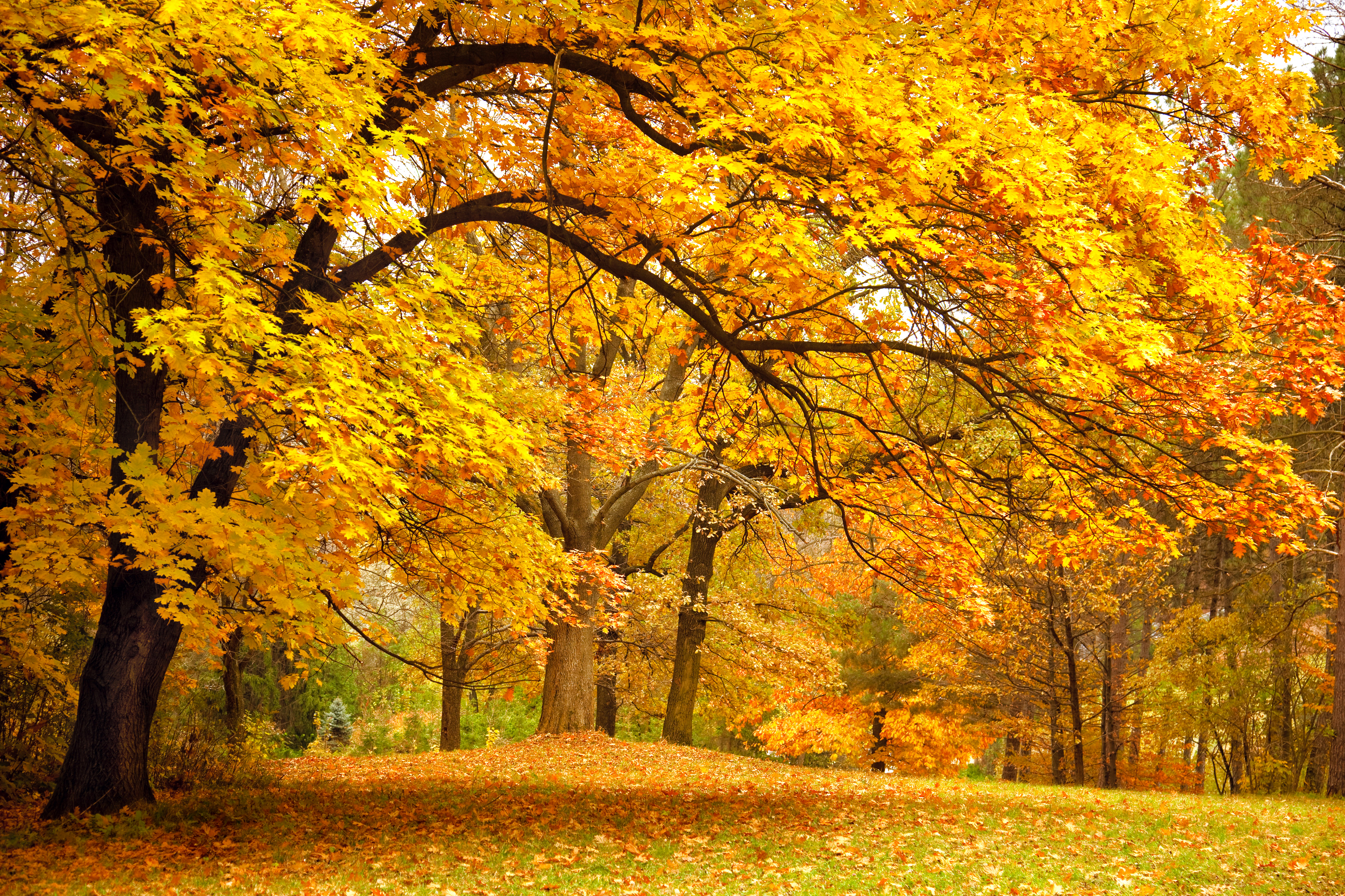 Осенние ветви клена, золотая осень, жёлтые листья