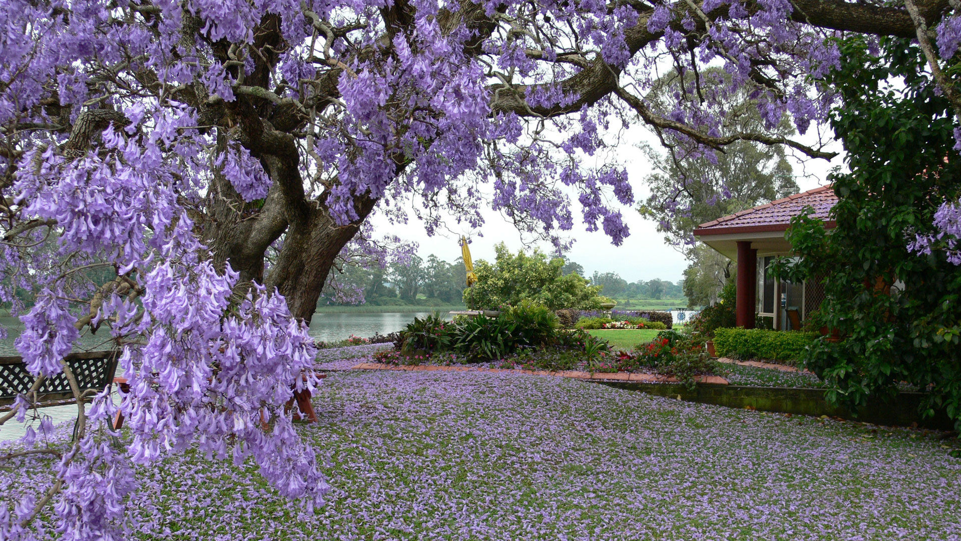 весна, природа, дом, озеро, цветущее дерево, обои, spring, nature, house, lake, flowering tree, wallpaper