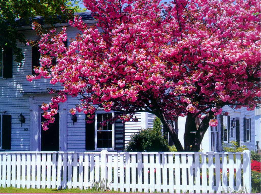 весна, дерево, цветущая сакура, дом, оградка, spring, tree, cherry blossoms, house, fences