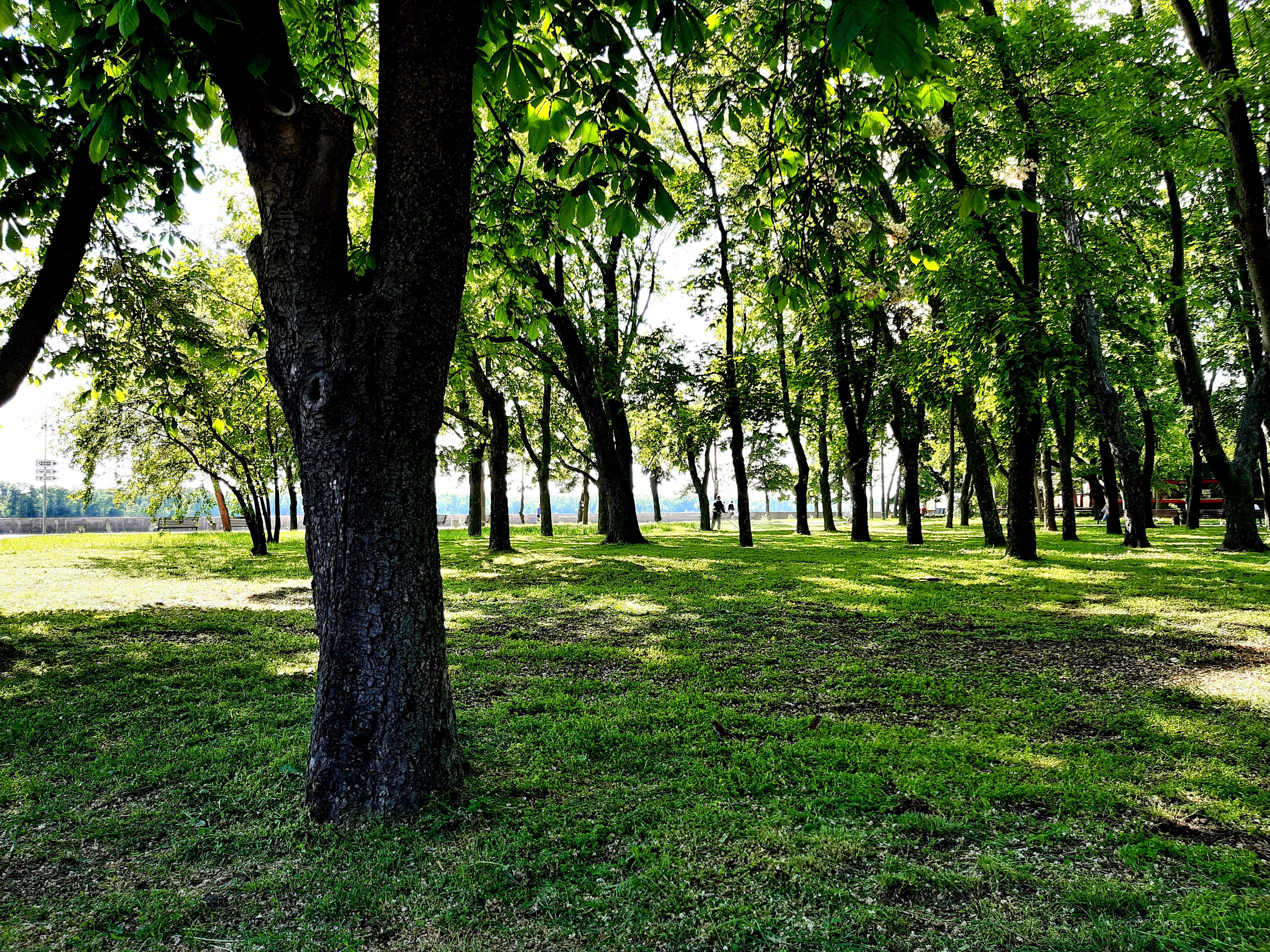 парк, лето, деревья, трава
