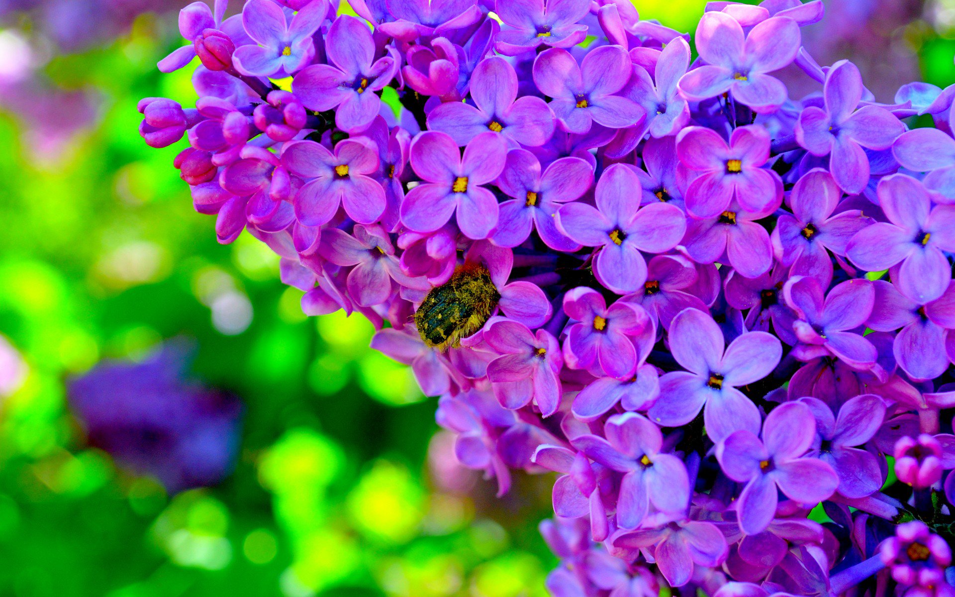сирень, весенний цветок, красивые обои, lilas, fleur de printemps, beau fond d'écran, ライラック、春の花、美しい壁紙