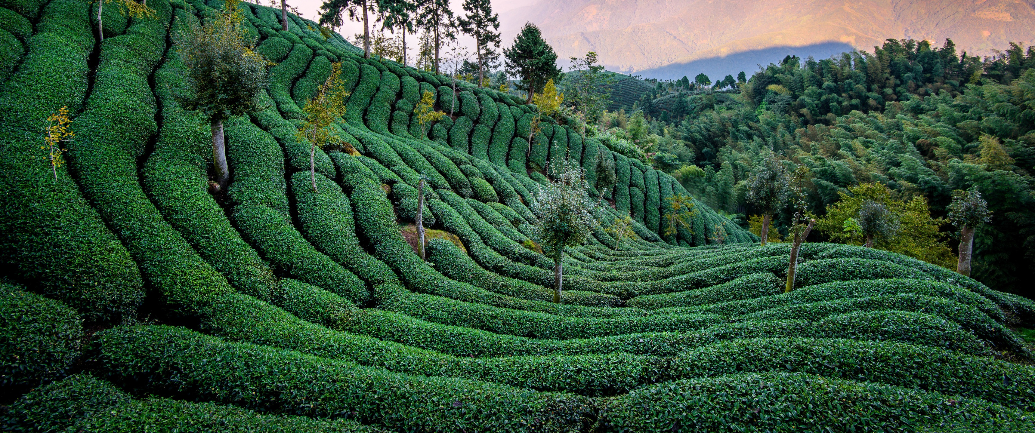 tea field, taiwan, лес, природа, зелень