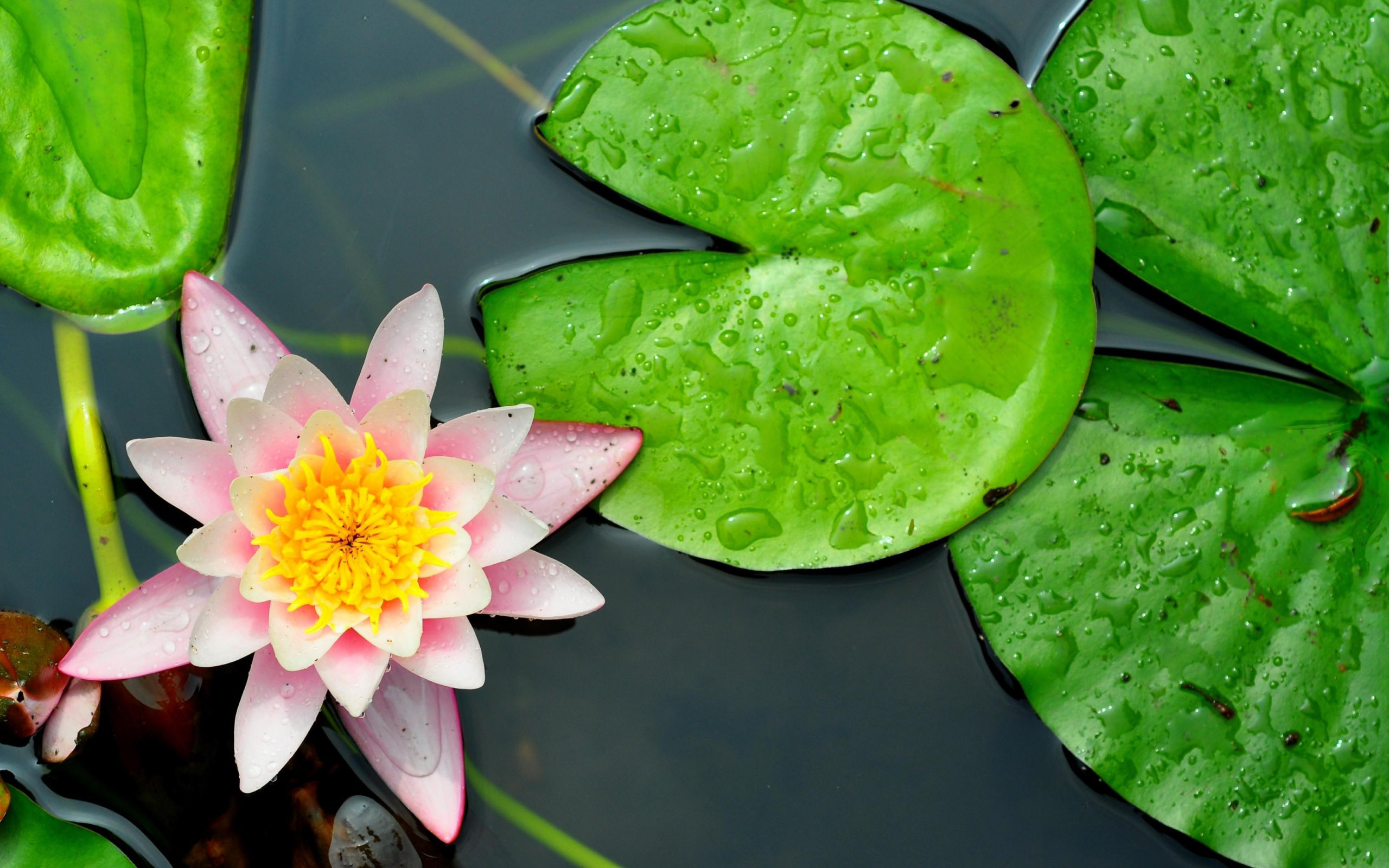 лотос, листья, водоем, цветок, заставки, фото, обои, Lotus, leaves, pond, flower, screensaver, photo, wallpaper