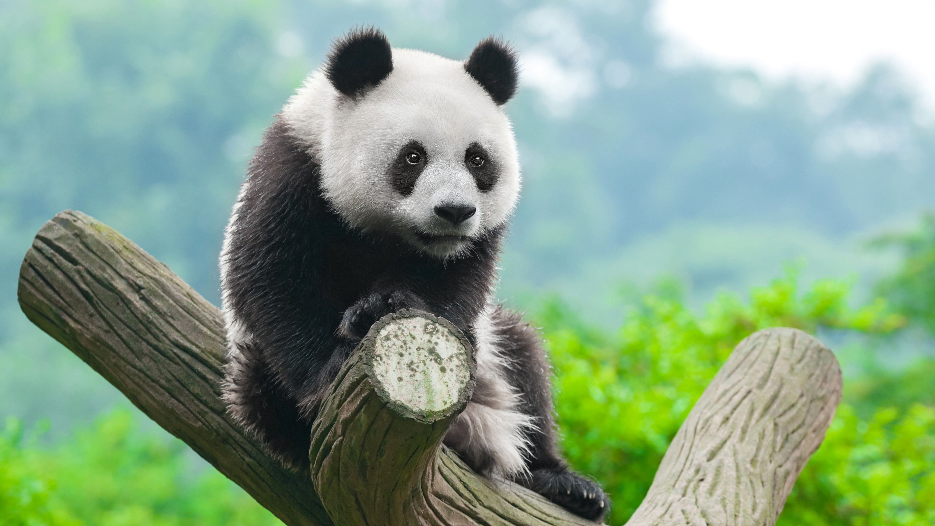 панда на бревне, животное, медведь, Китай, 3840х2160 4к обои