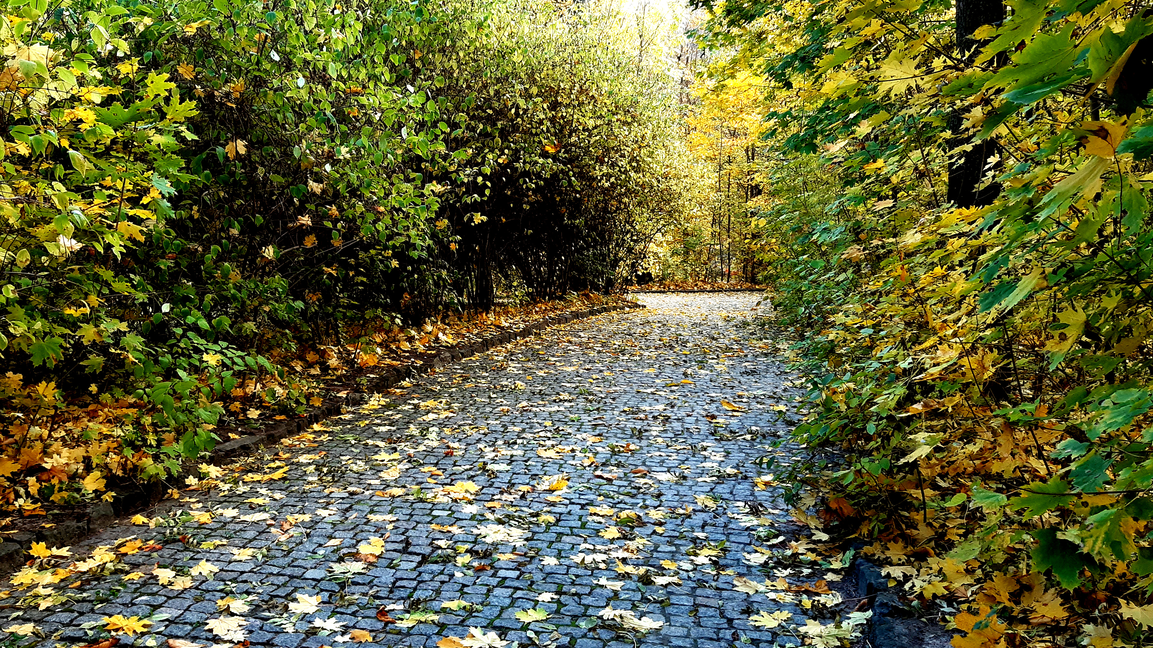 3840х2160 4к обои, осенний пейзаж, тротуар покрытый опалыми листьями