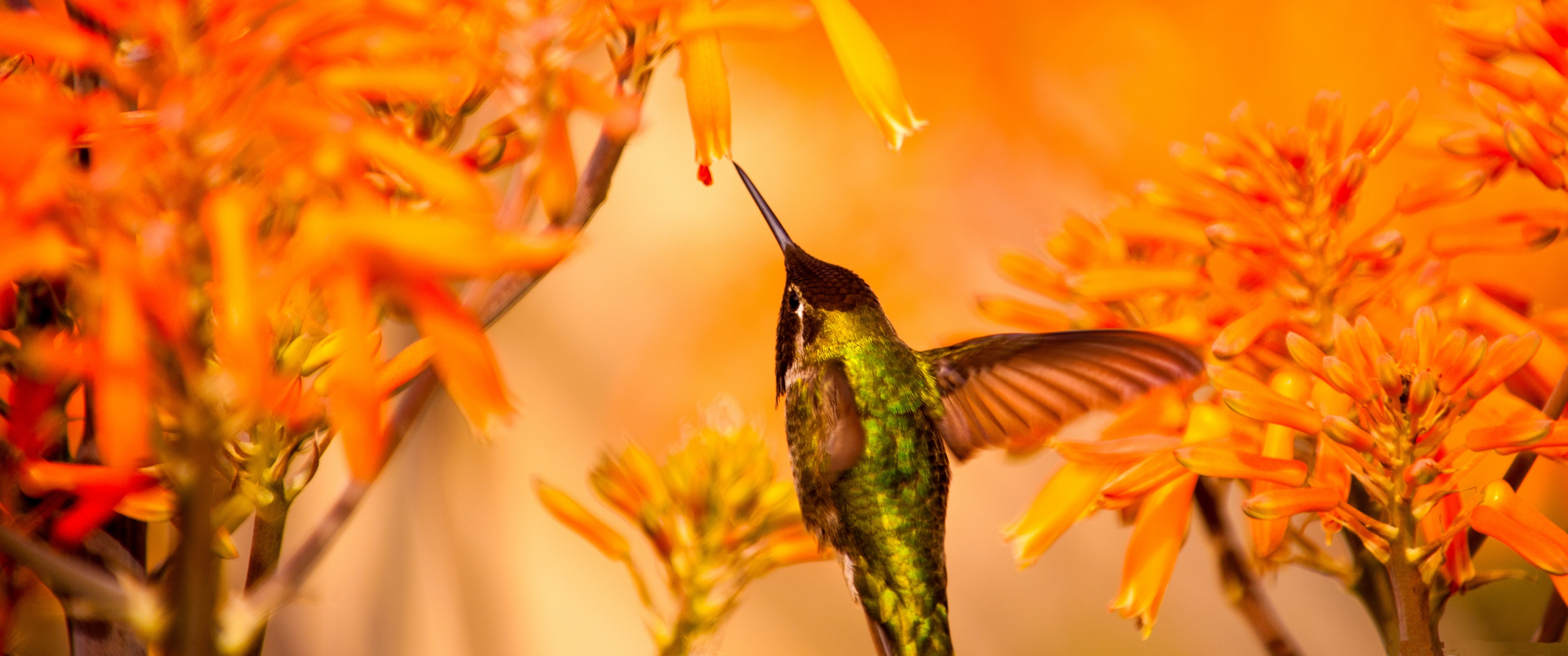 beautiful hummingbird feeding, колибри, маленькая птичка, цветы, пьет нектар, 3440х1440