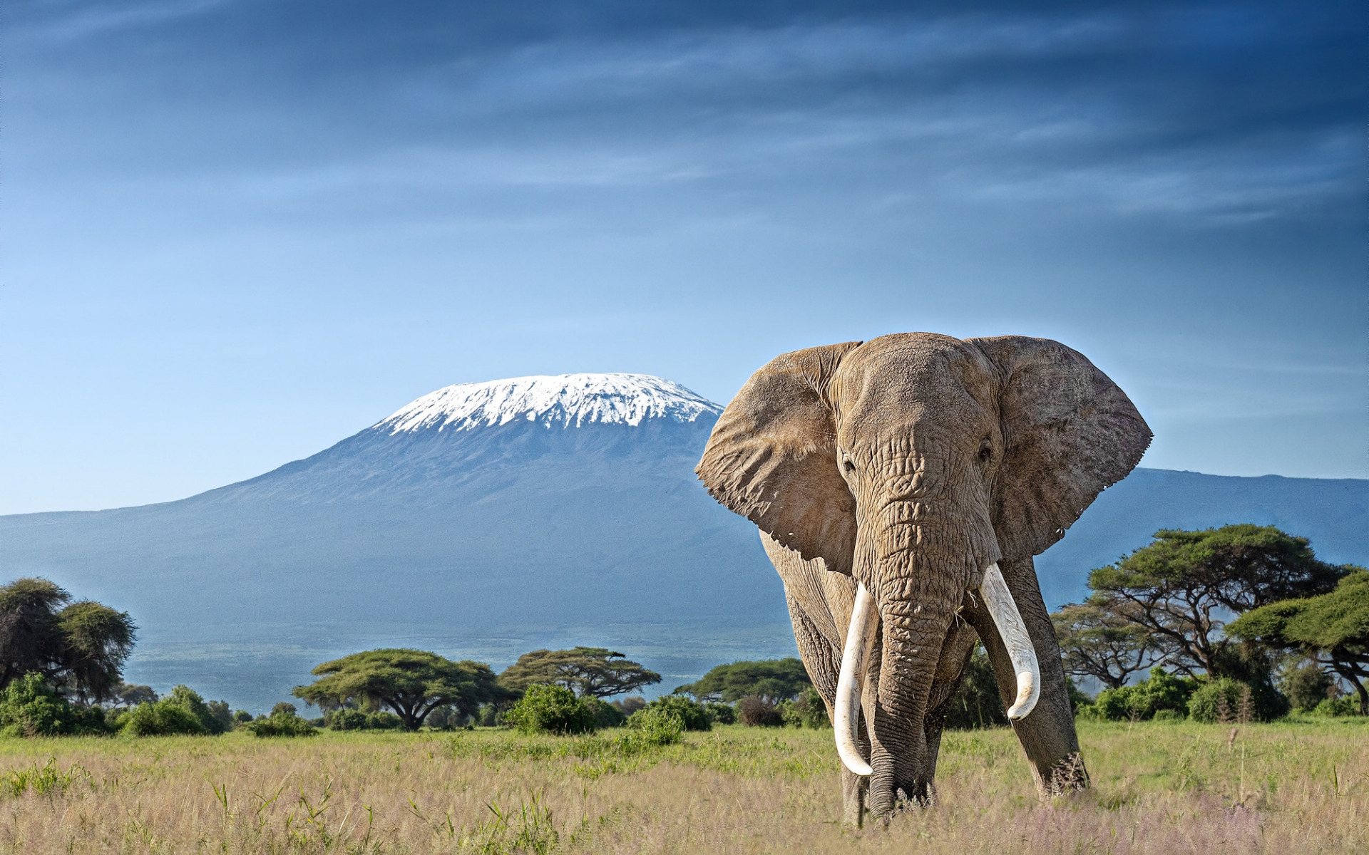 слон, огромное животное, гора Фудзияма, пустыня, заповедник, животные