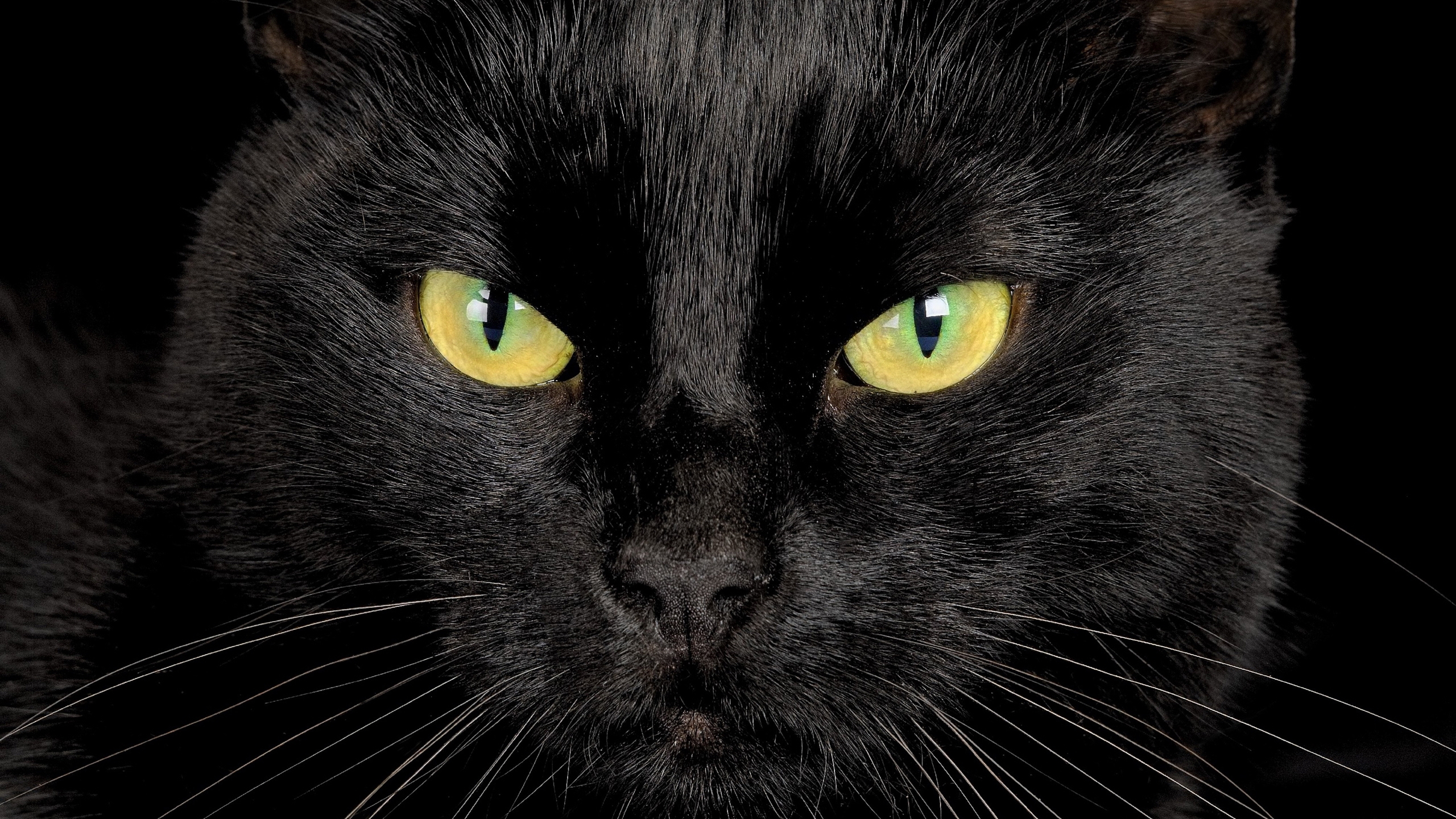 2560x1440, обои, черная кошка, морда, домашнее животное, wallpaper, black cat, face, pet