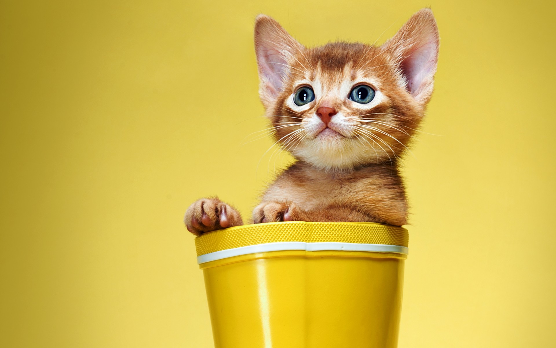 Фото бесплатно котенок в вазе, рыжий котенок, желтый фон, домашние питомцы