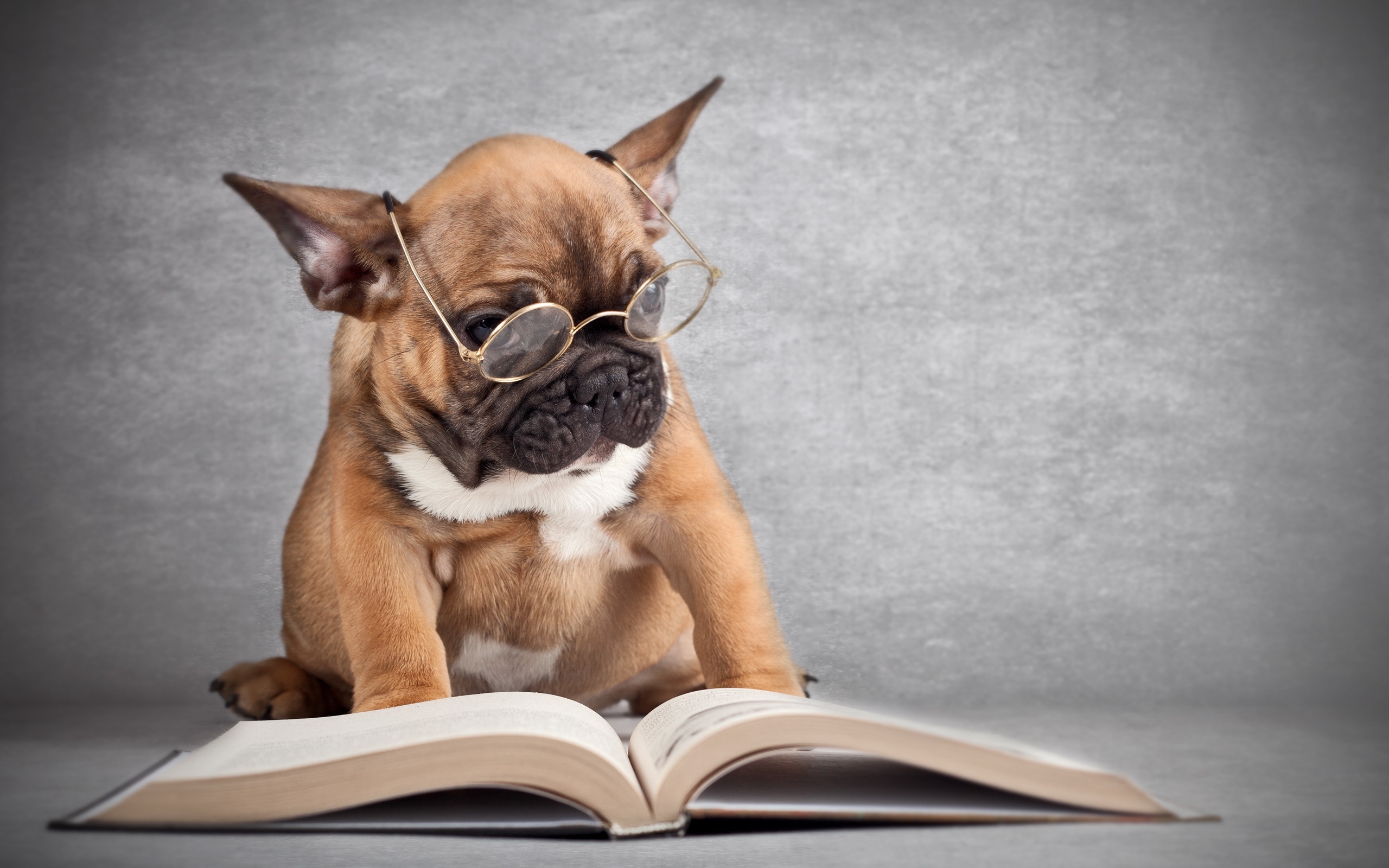 собака в очках читает книгу, смешные домашние животные, A dog in glasses reads a book, funny pets